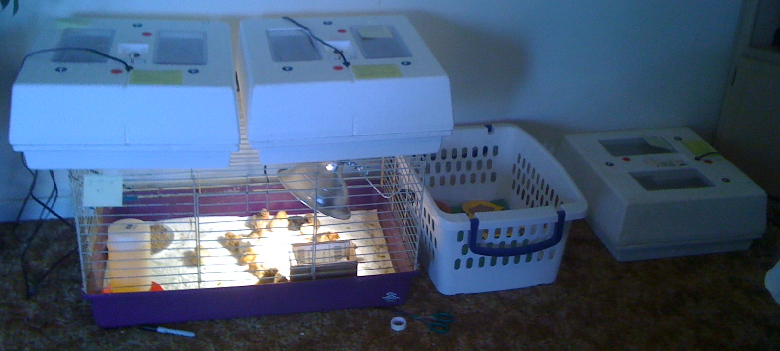 My Incubation room