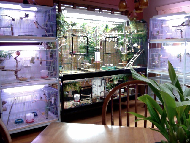 My indoor aviary and cages filled with canaries, owl finches, society finches, orange cheek waxbills, Gouldians, Cordon Bleu finches etc.......