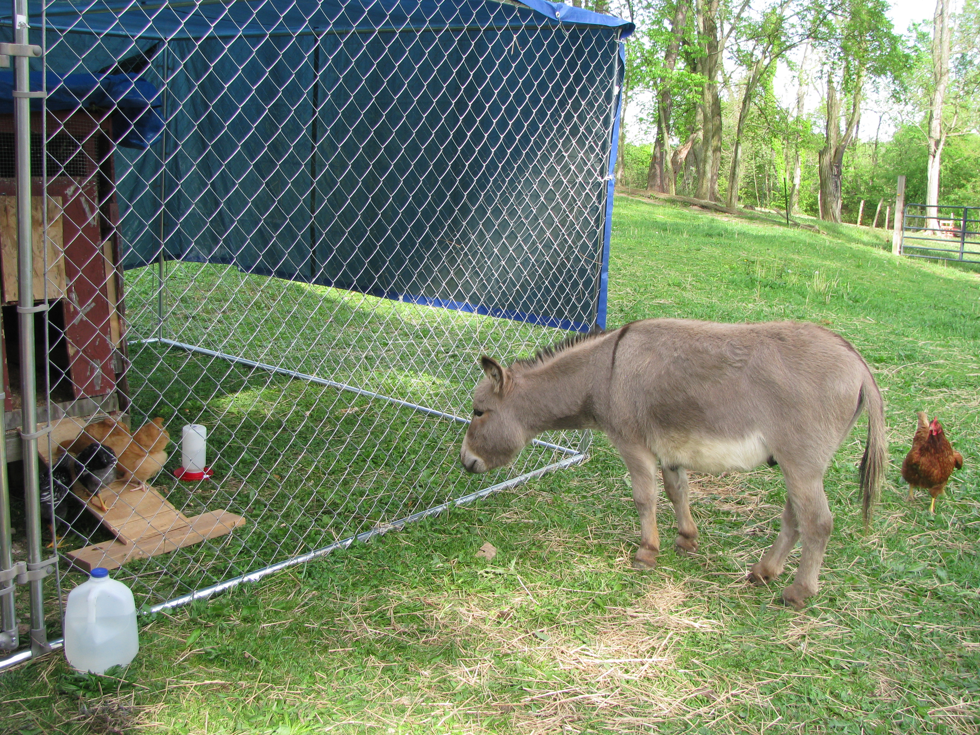 My jack, Cracker, meeting his new charges