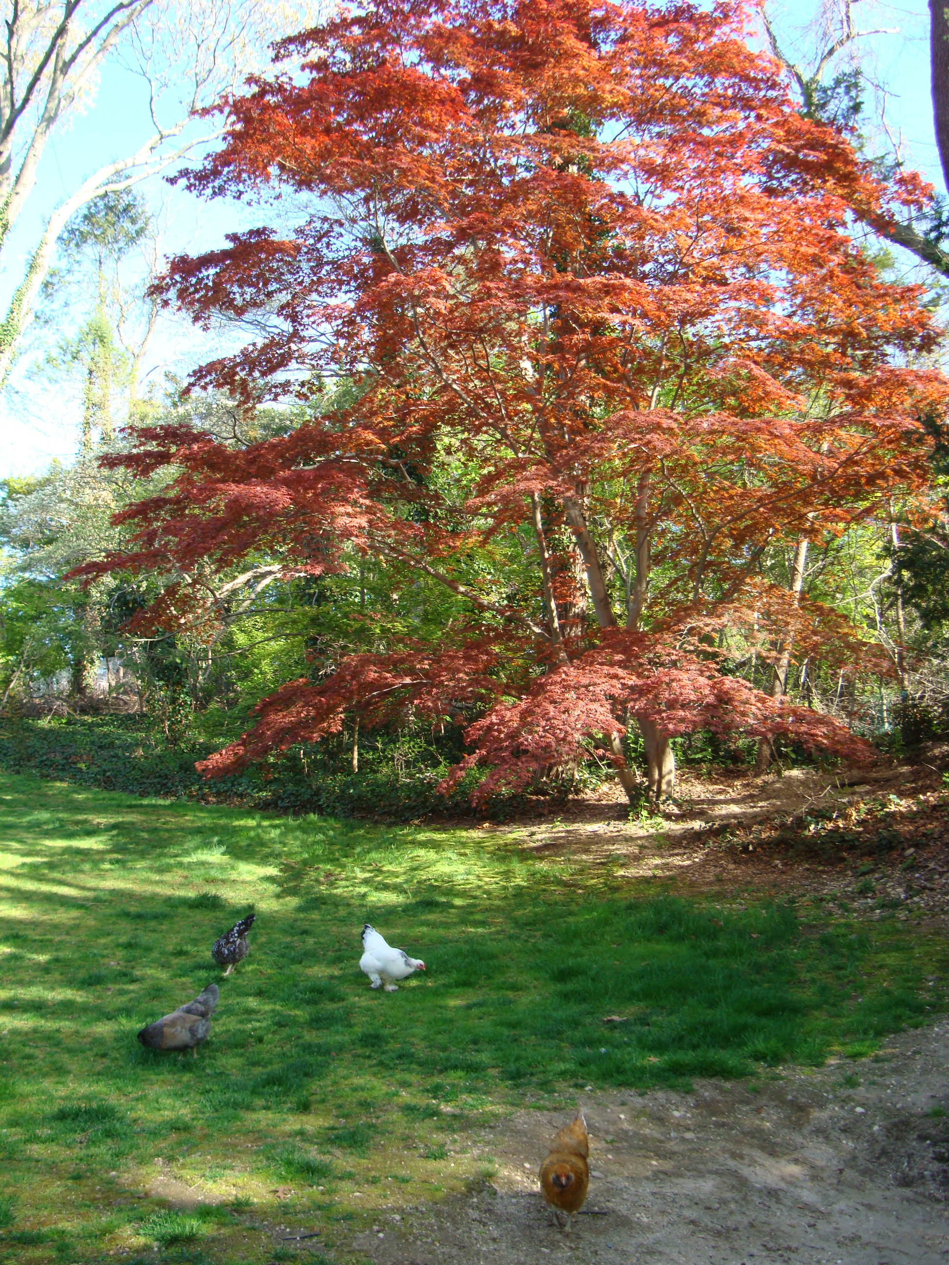 My Japanese Maple added a nice backdrop to the girls