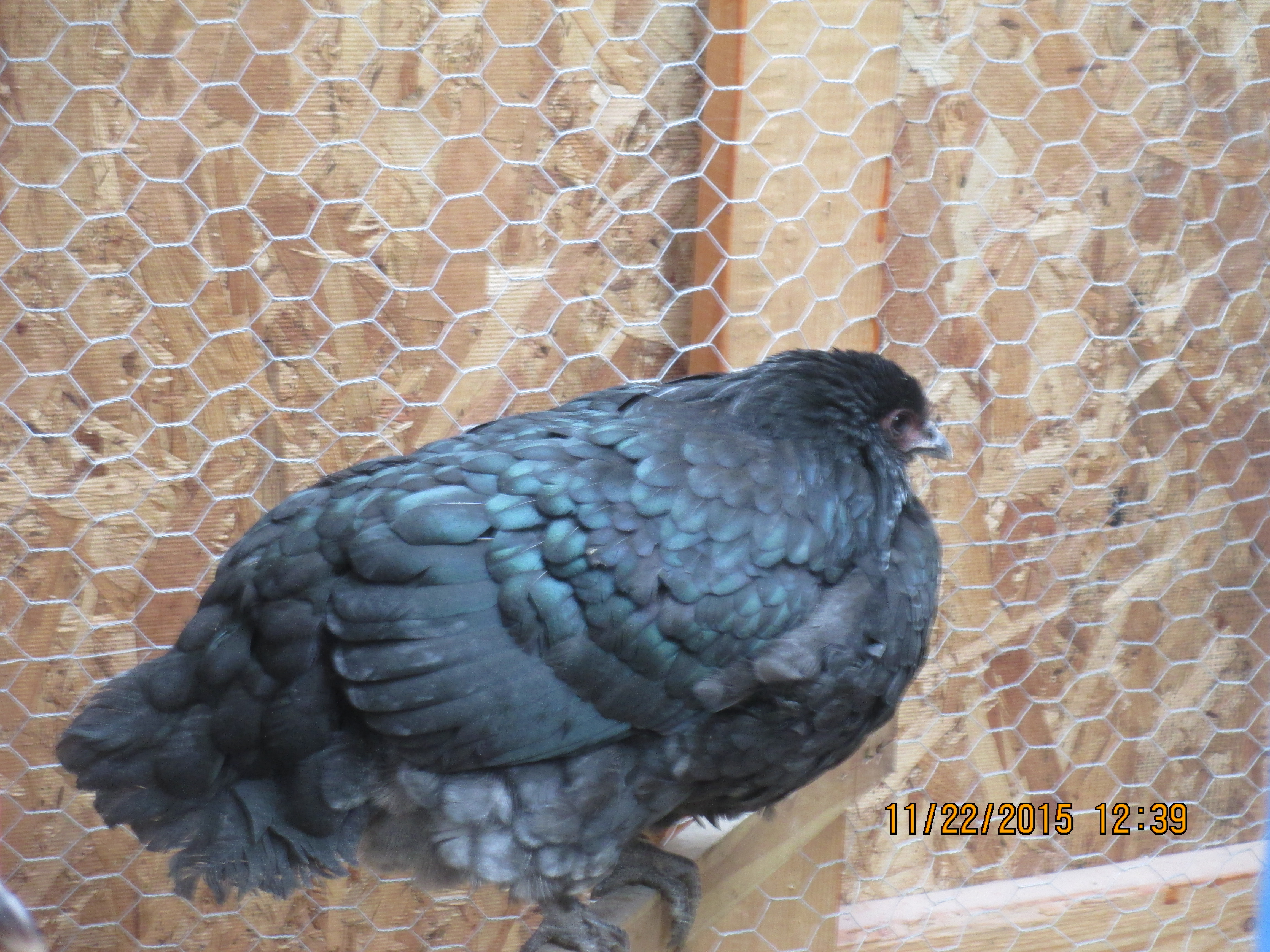 My Jersey Giant hen. 5.5-6 months old.