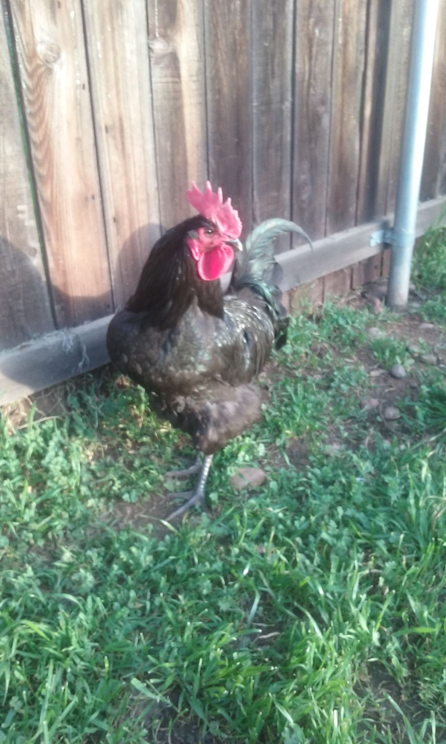 My Jersey Giant Rooster Loki