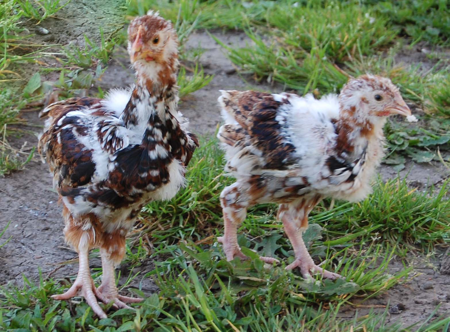 My Jubilees at 4 weeks (Greenfire lines)
