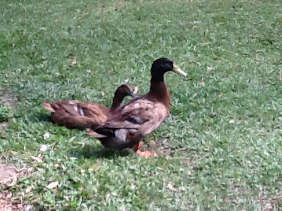 My karkhi  campbell ducks love them to bits too, I'm incubTing there eggs at the moment, fingers crossed they hatch first time I've done this!