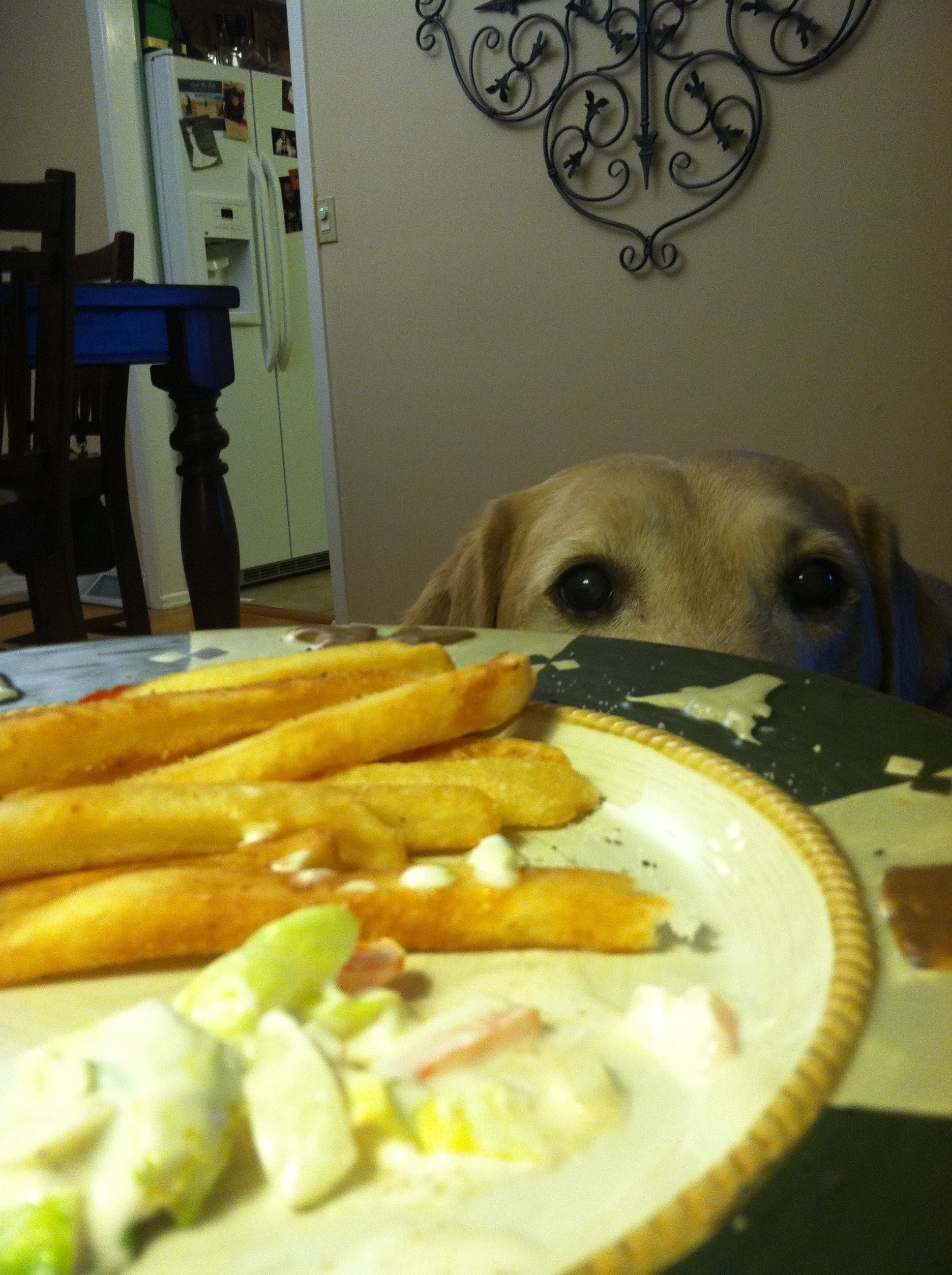 My lab Buck eyeing up my fries haha