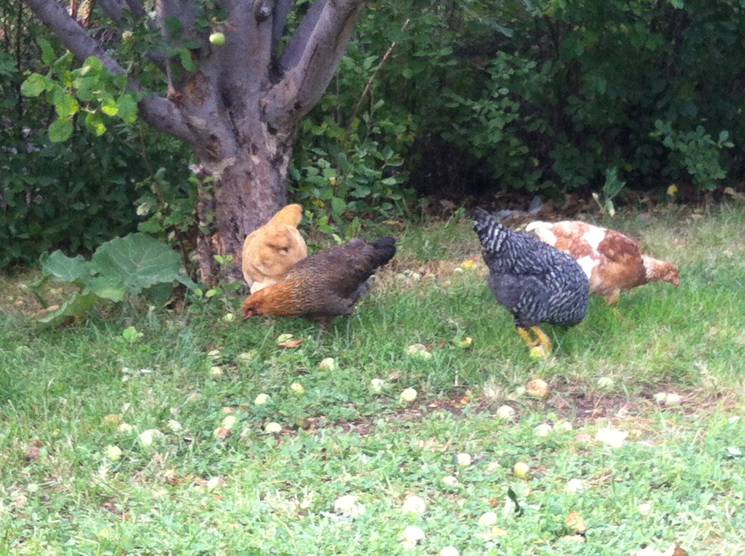 My ladies - barred rock, easter egger, buff O, and red sex-linked