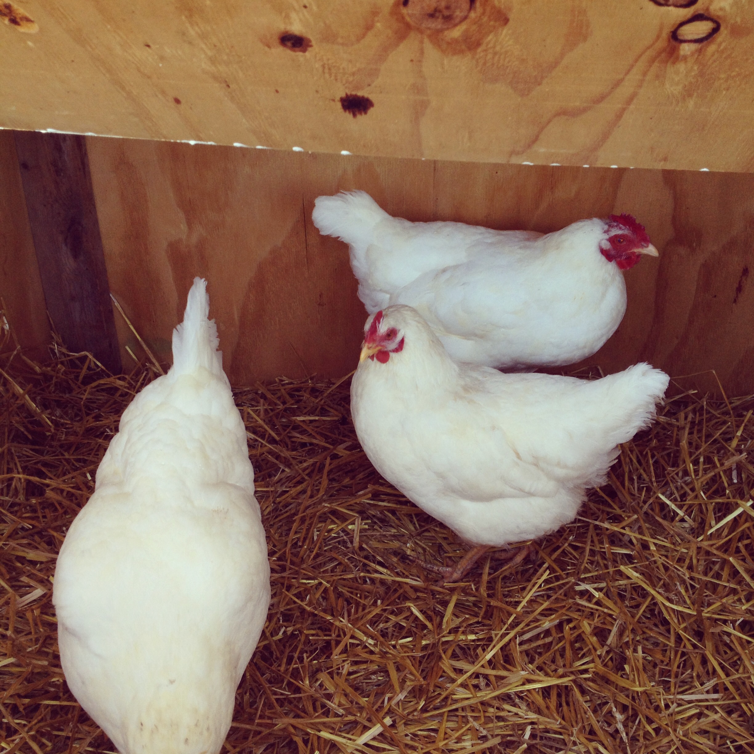 My ladies, Henrietta, Peggy, and Marcy. I am replacing them in 2015 with 8 Rhode Island Red started pullets.