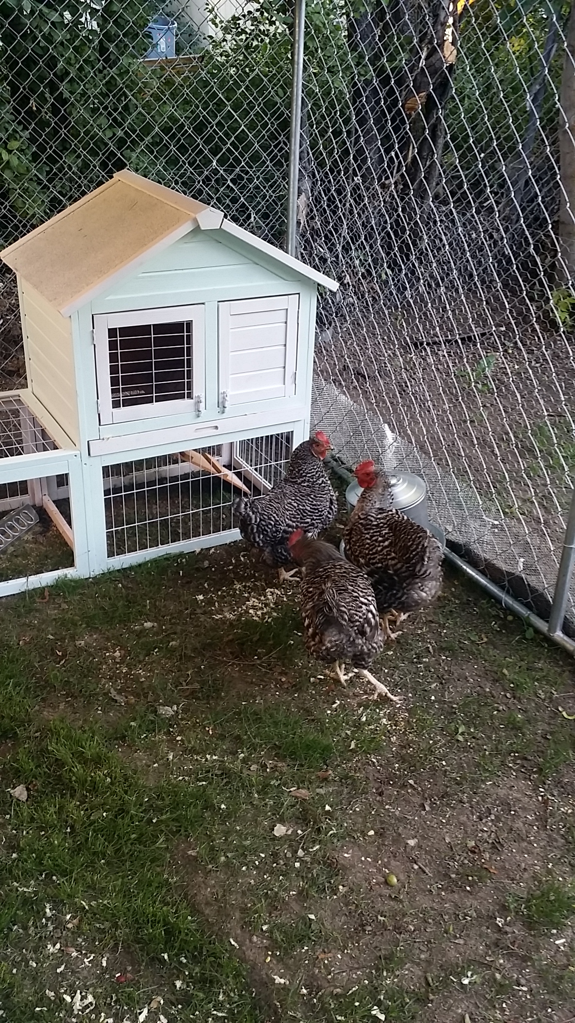My ladies! This is day 1, July 1, 2014. As you can see they JUST moved in because the grass is still there!