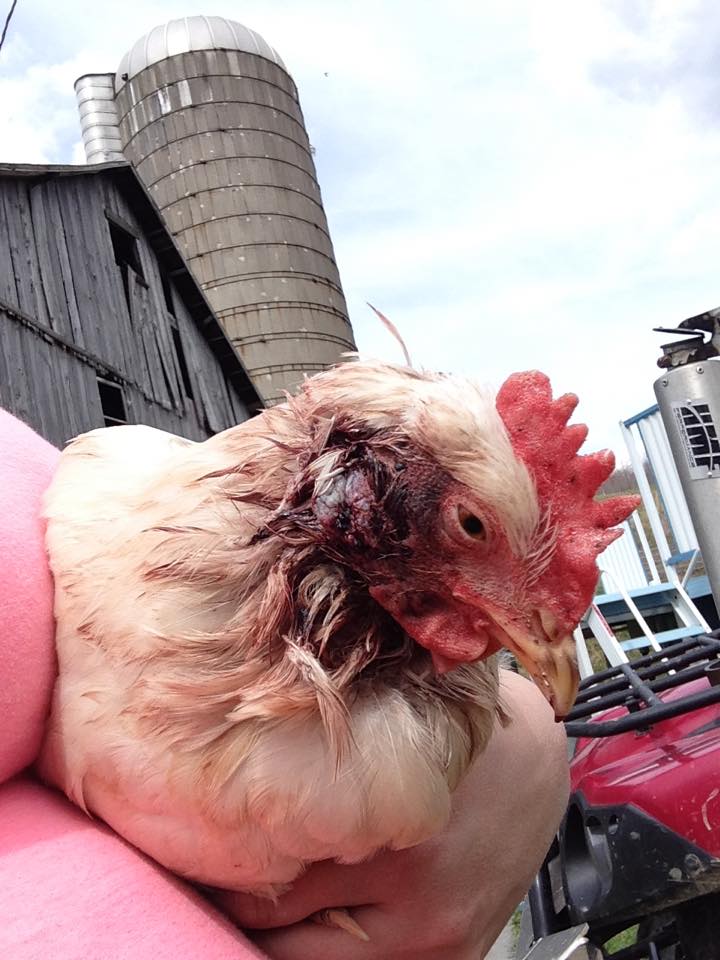 my lady that got attacked by  a weasel.... yes she survived and is super lovable, doesnt give me eggs but thats ok :)