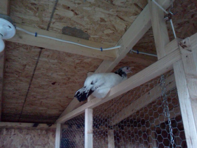 My Lakenvelder (Zelda) likes to be up high so she can see everything!