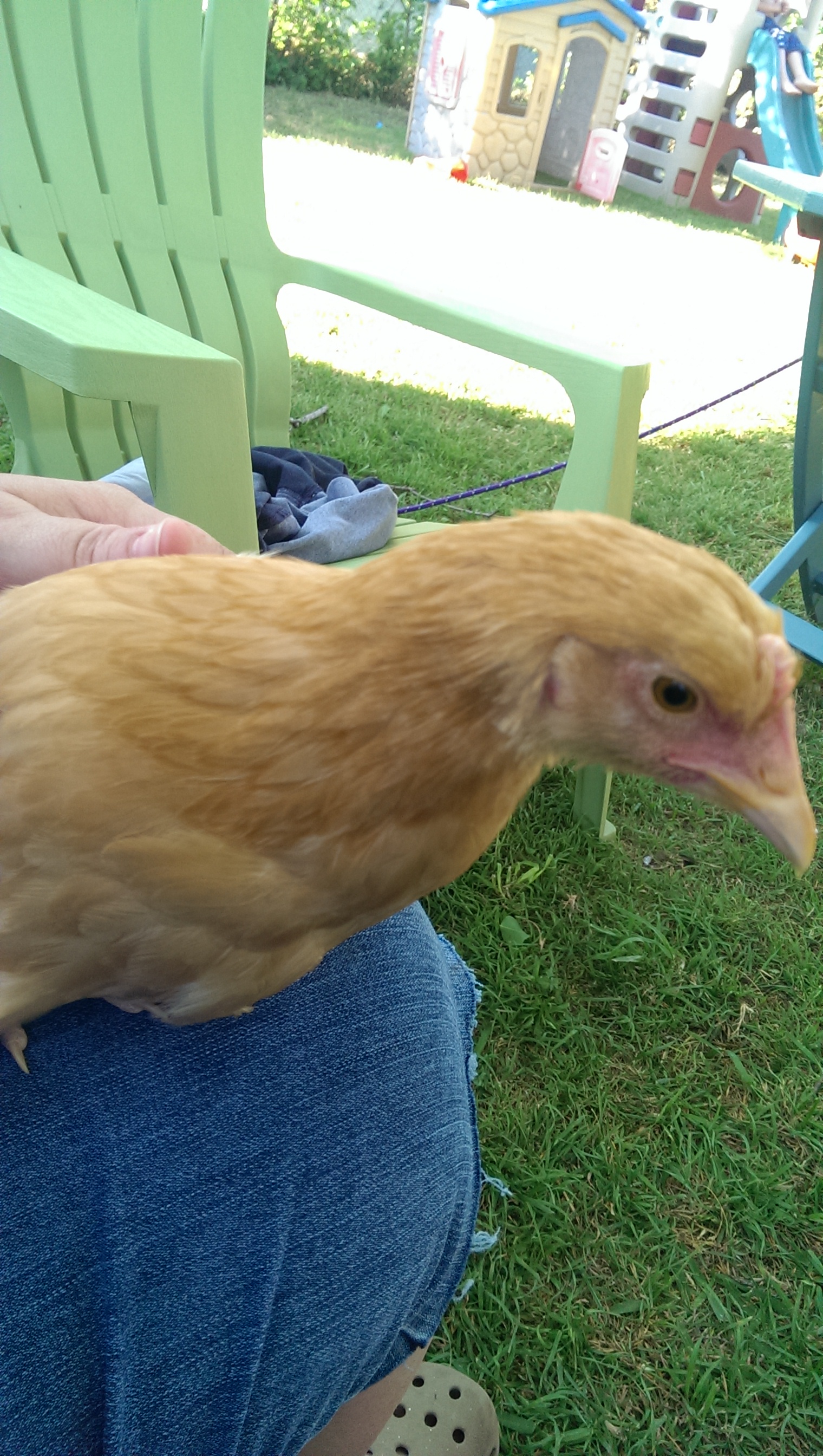 my lap-chicken, Gertie