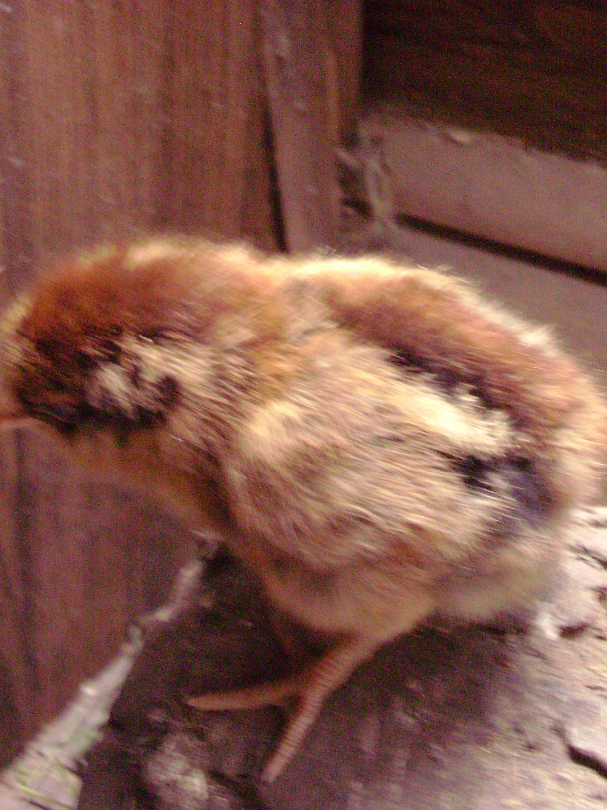 My lap hen's daughter i kept, "cookie". Biggest butt i've ever laid eyes on for a chick, lol. She turned out to be a big girl  :)