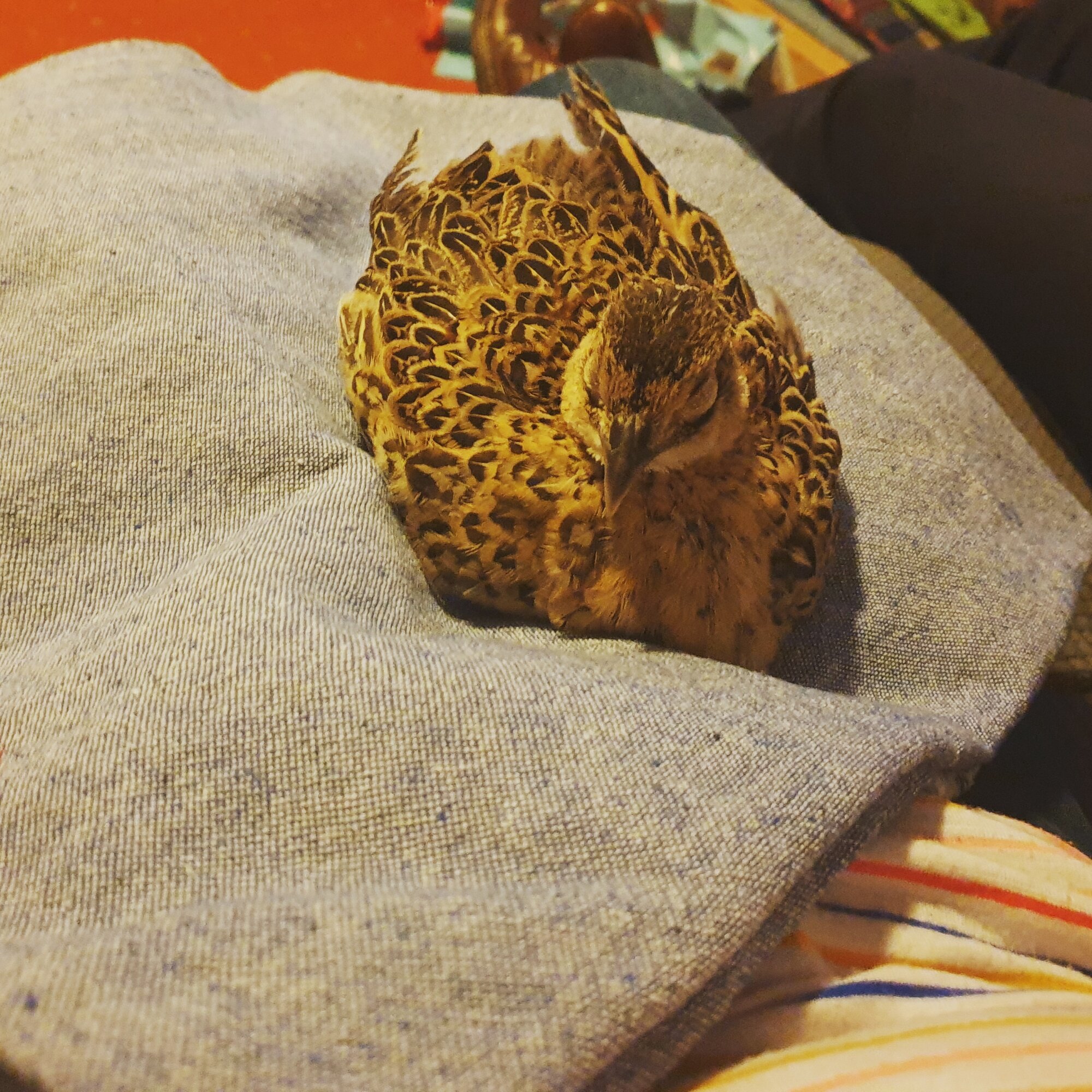 My lap pheasant