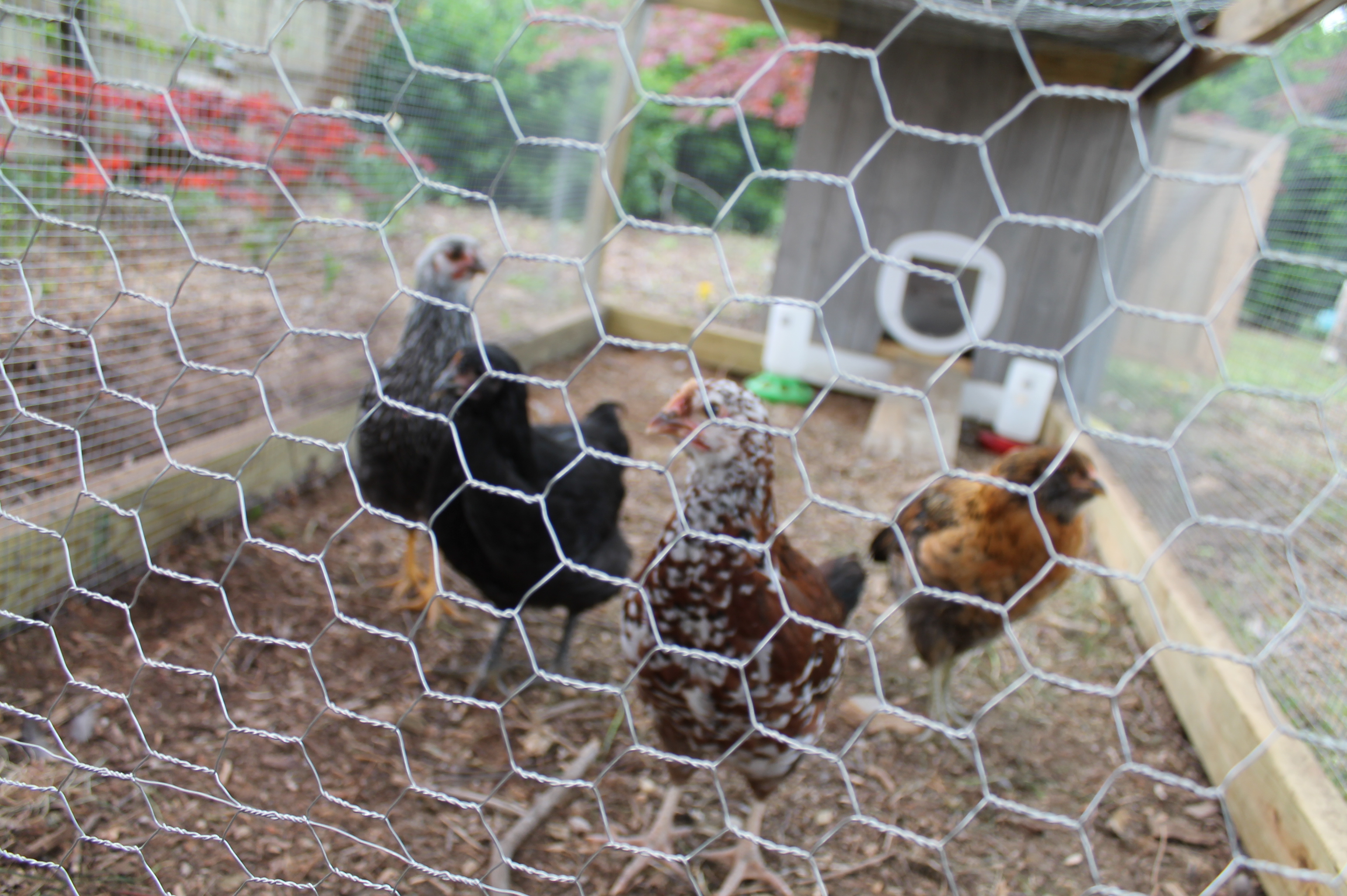 My last batch of chickens in their coop.
Curiosity, Storm, Mango, and Cleopatra >>RIP we miss you
A fox diug under the coop and killed them all  D':