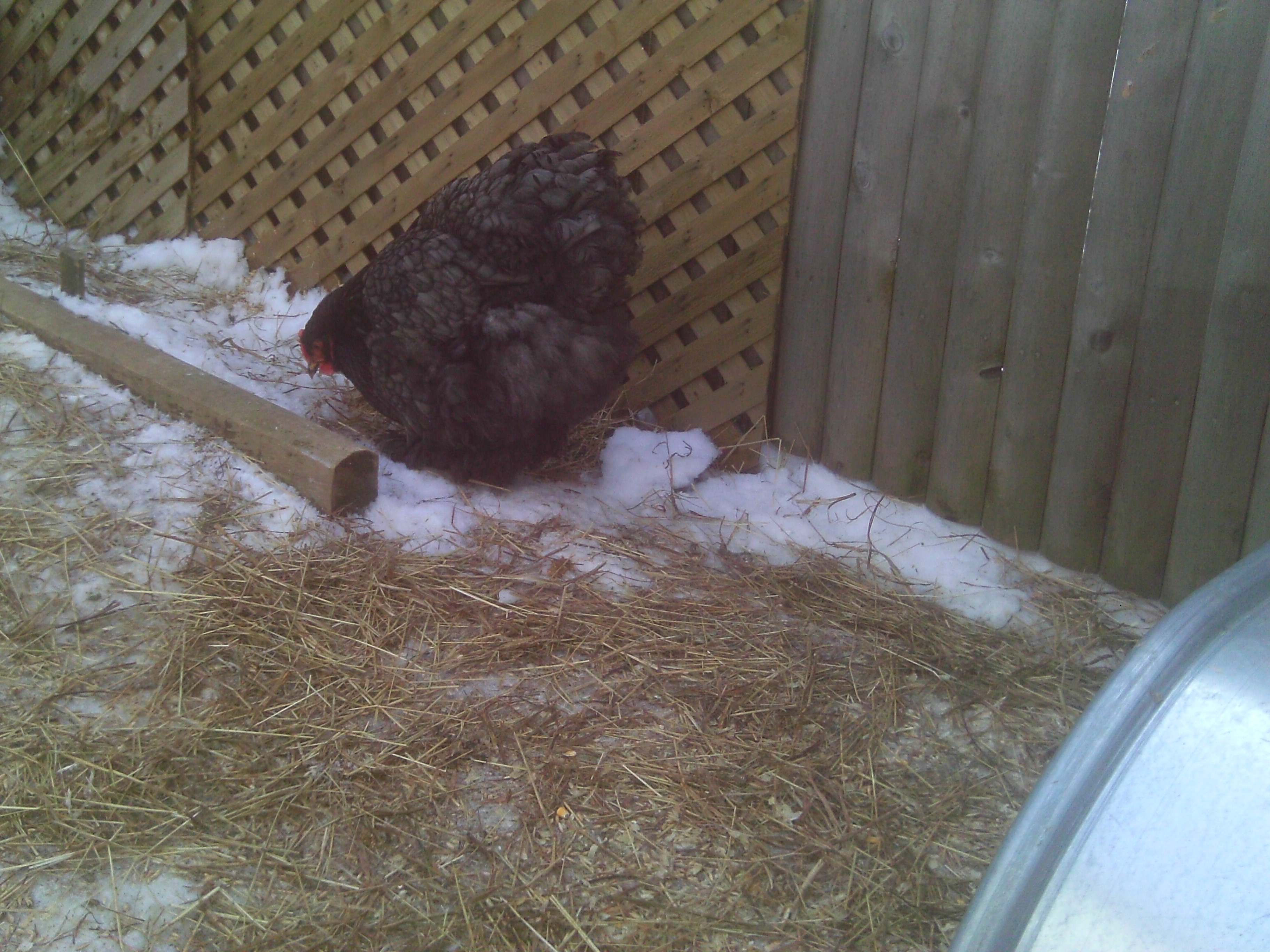 My last hatchery hen Blue Leader