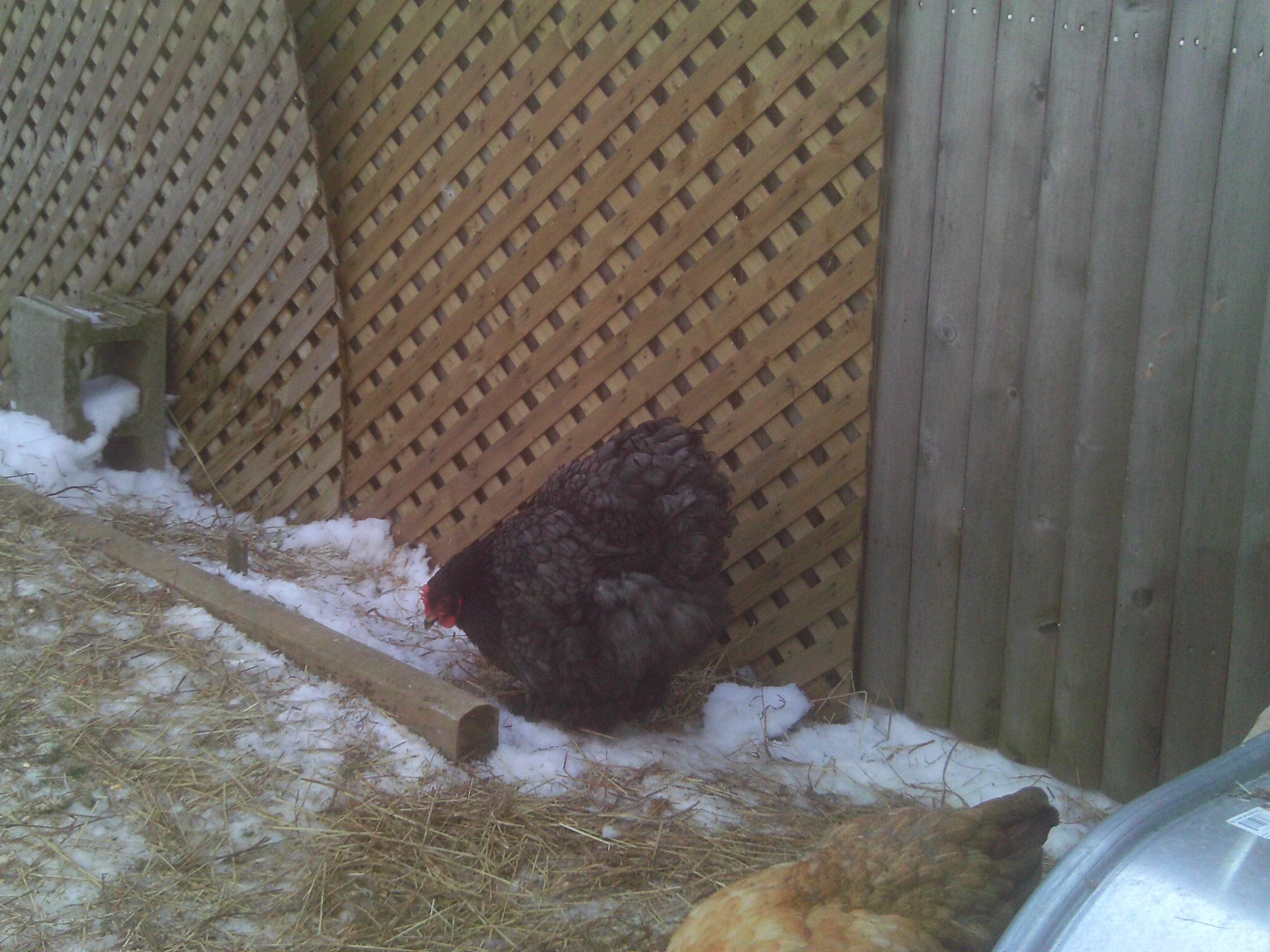 My last hatchery hen Blue Leader