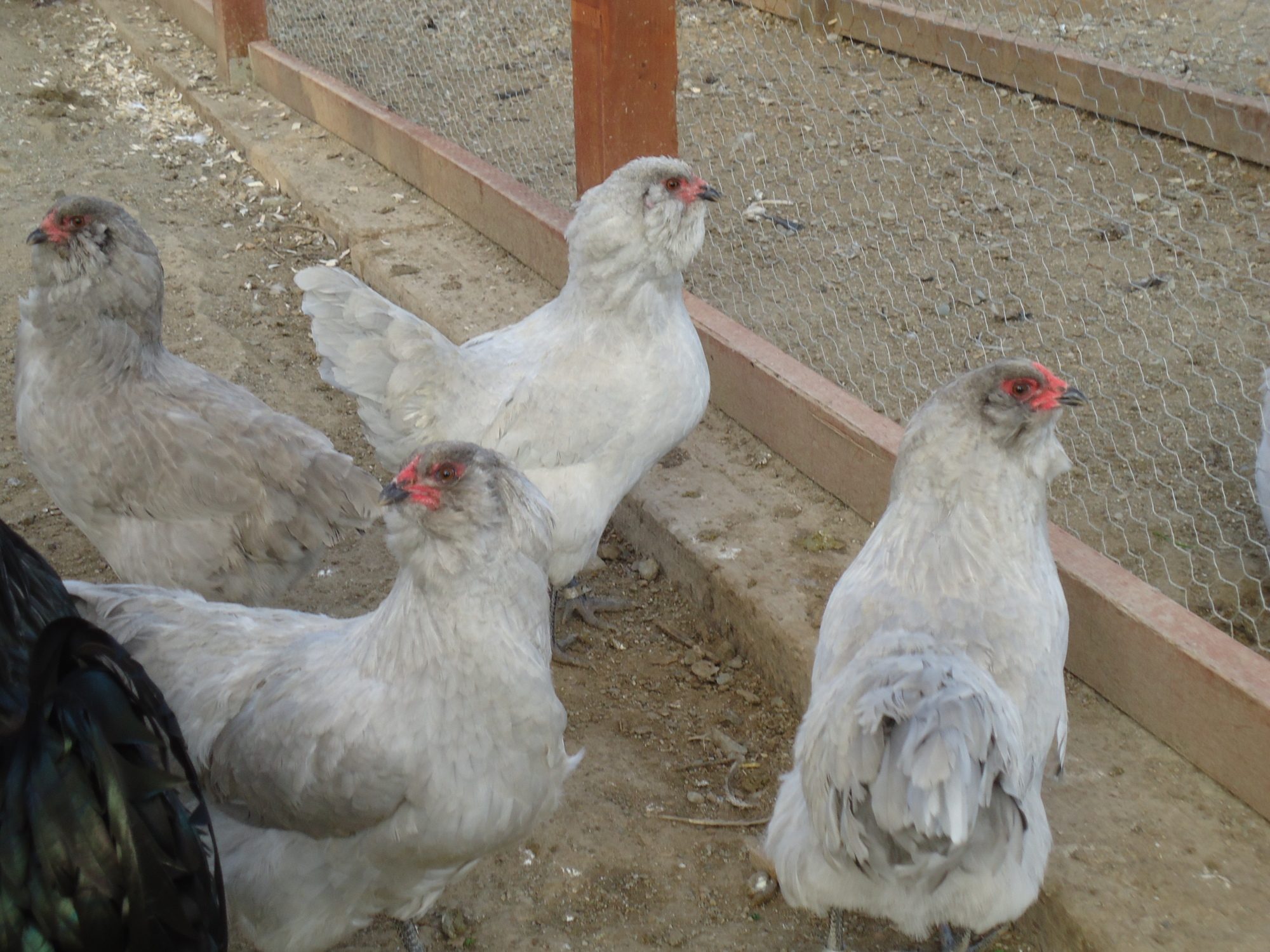 My Lavender Ameraucana group