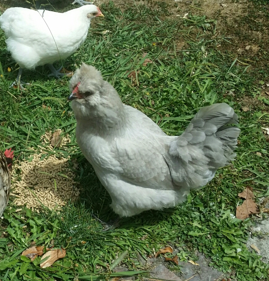 My lavender Arauncana