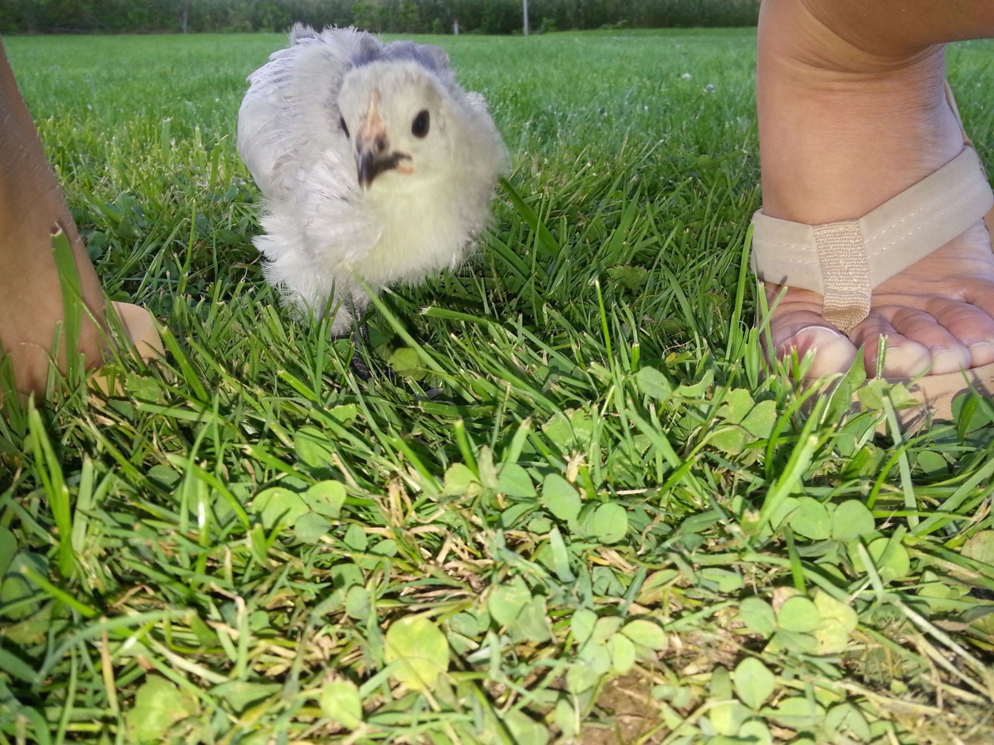 My Lavender roo, now im thinkning a pullet