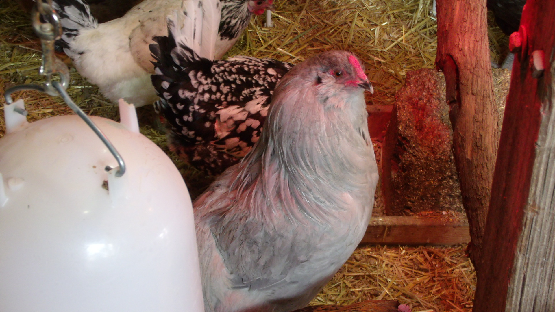 My Lavender Rooster Shadow! My pride and joy!