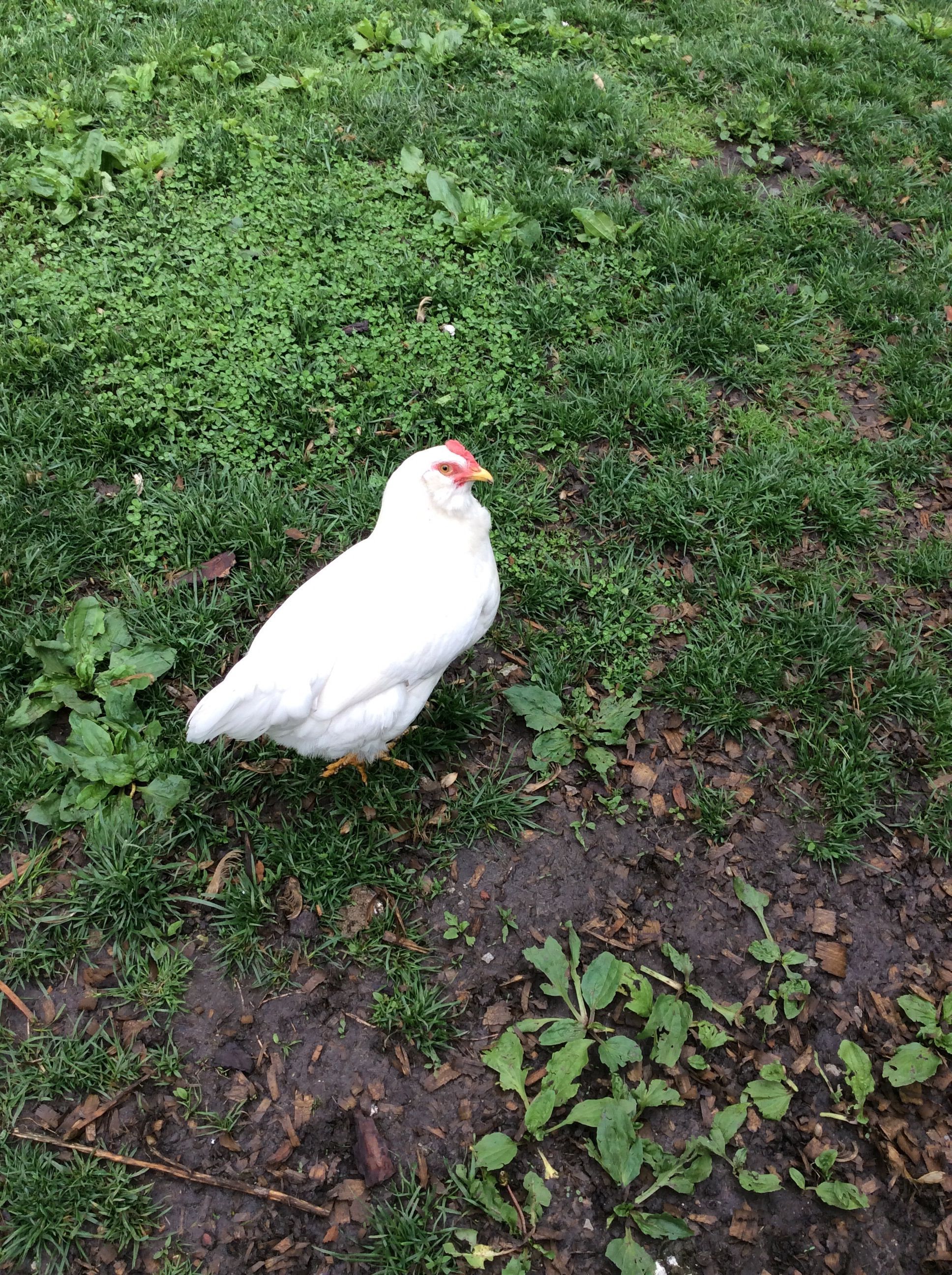My leghorn EE. She is such a nice little chicken and lays a real pretty blue egg every single day.