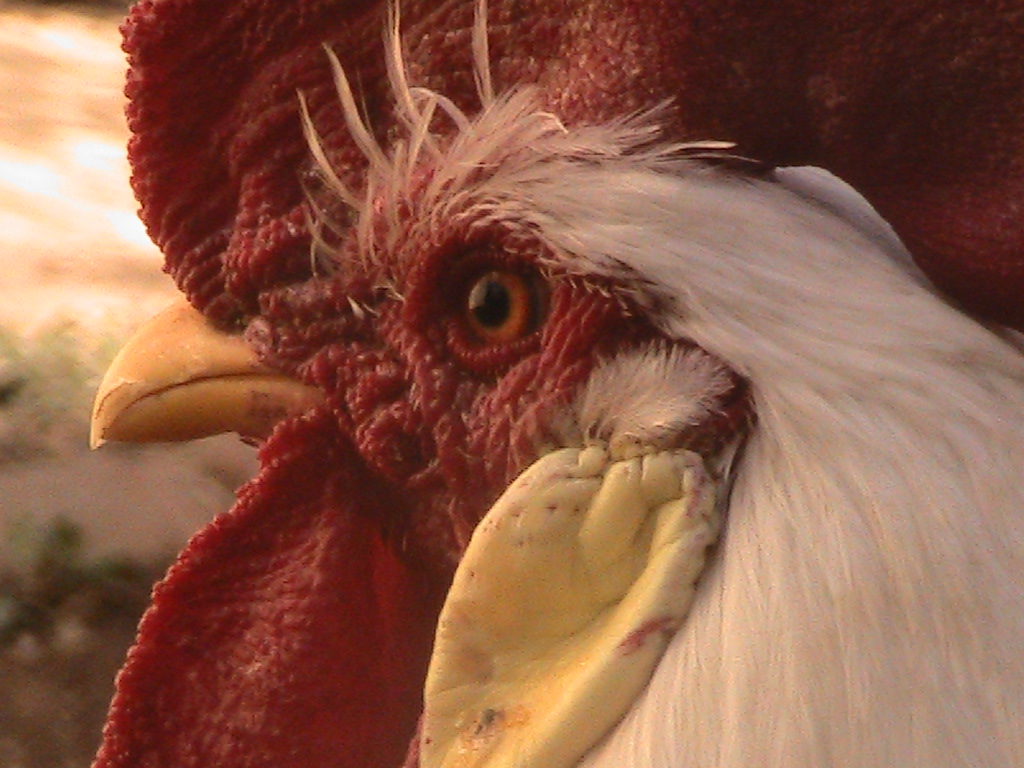 my leghorn rooster "soso" 
we named him Soso because he used to say that alot when he was young, now he's all grown up but he won't answer if we called him another name accept for "come and love and eat" he will come to that