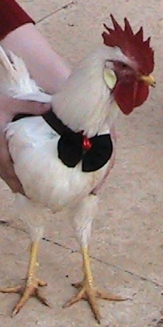 my leghorn rooster "soso"  when he was 6 months old. 
this picture was taken in my sister's engagement party 
my soso was a big part of it every one just loved "except for my sister because he stole her lights :P "
