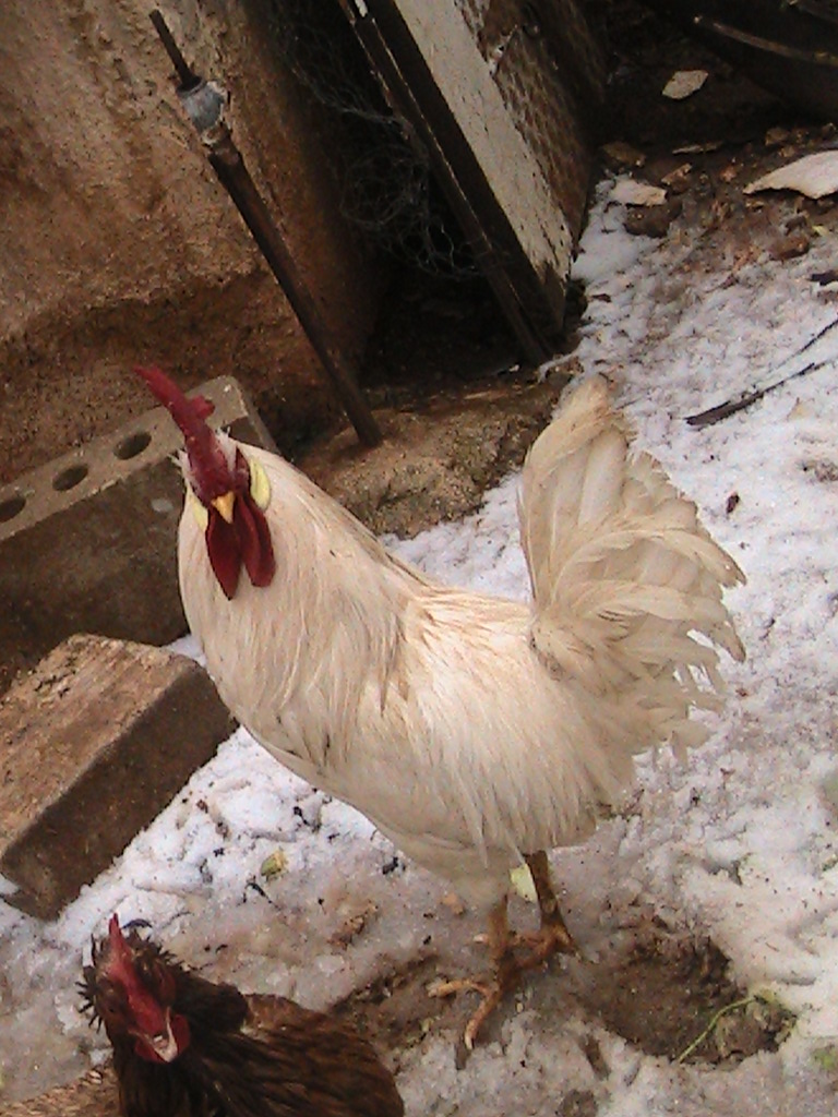 my leghorn rooster's first time in the snow <3 

he was so afraid he wouldn't even walk on the snow at first, he made it for a piece of wood was outside and he never left it :P :P 

but when he saw that his chickens will finish all of the food he was forced to go down :) 


btw, i don't know where Tota "the chicken" head came from :P