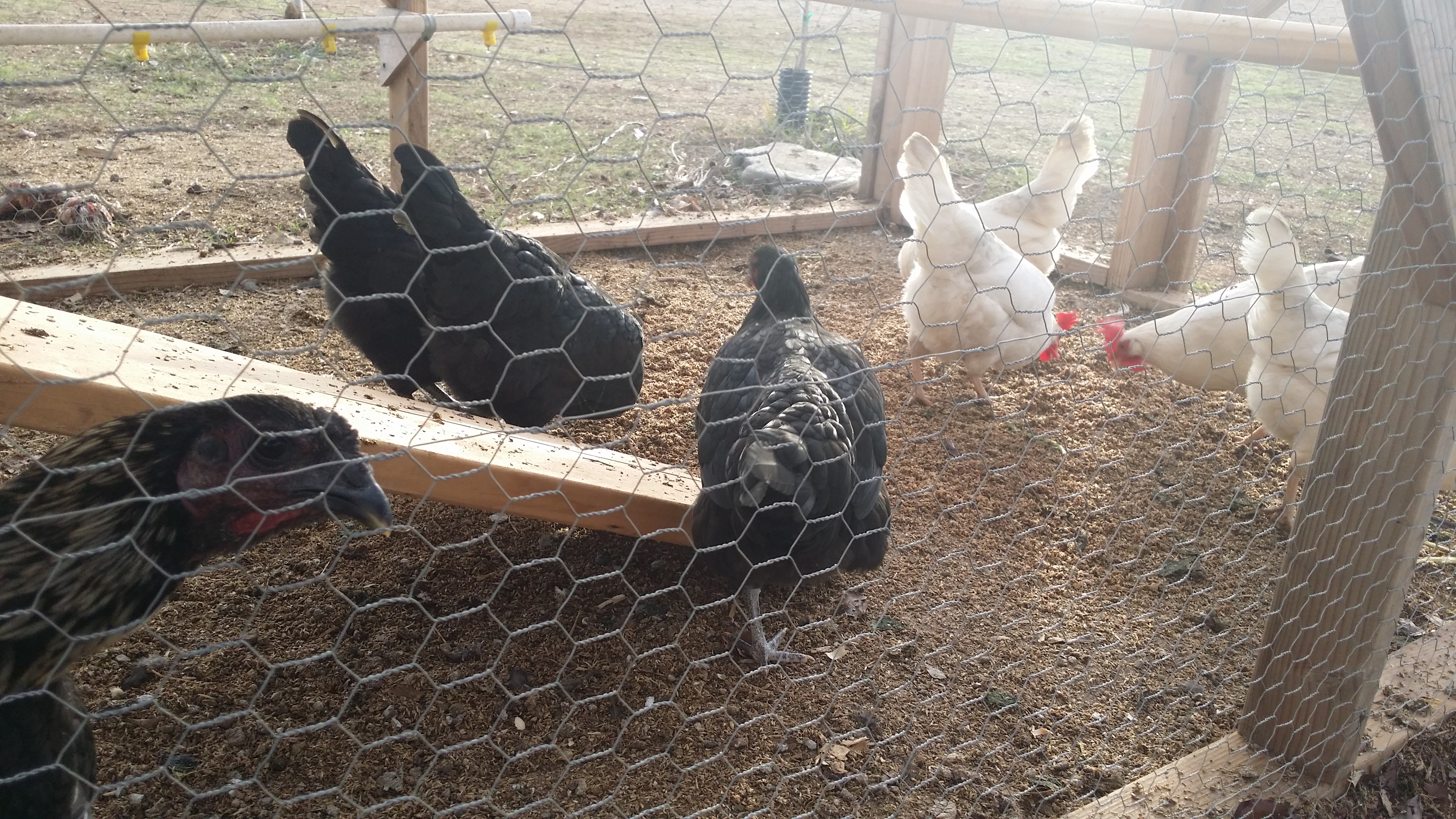 My Leghorns, Australorps, and Hmong rooster are enjoying some spent brewer's grain. A thoughtful home brewer gives me all his steeping grains after he brews his beer. I love the price (free!) and my chickens love the taste.
