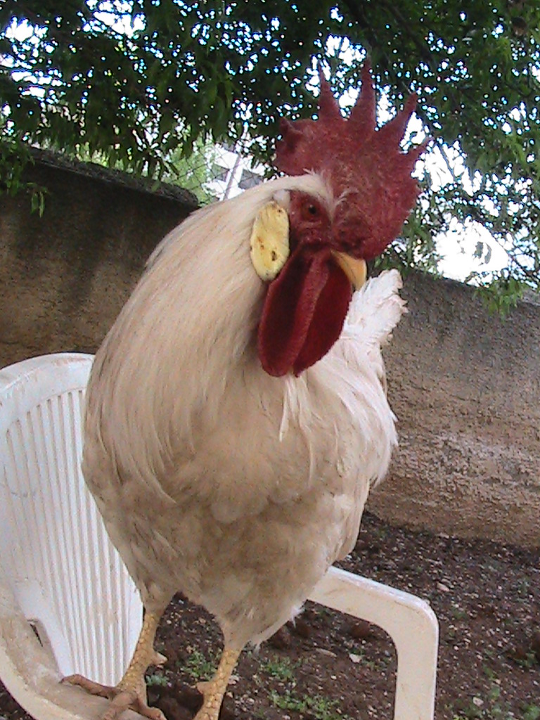 My leghorn's favorite pause whenever he sees the camira :P
