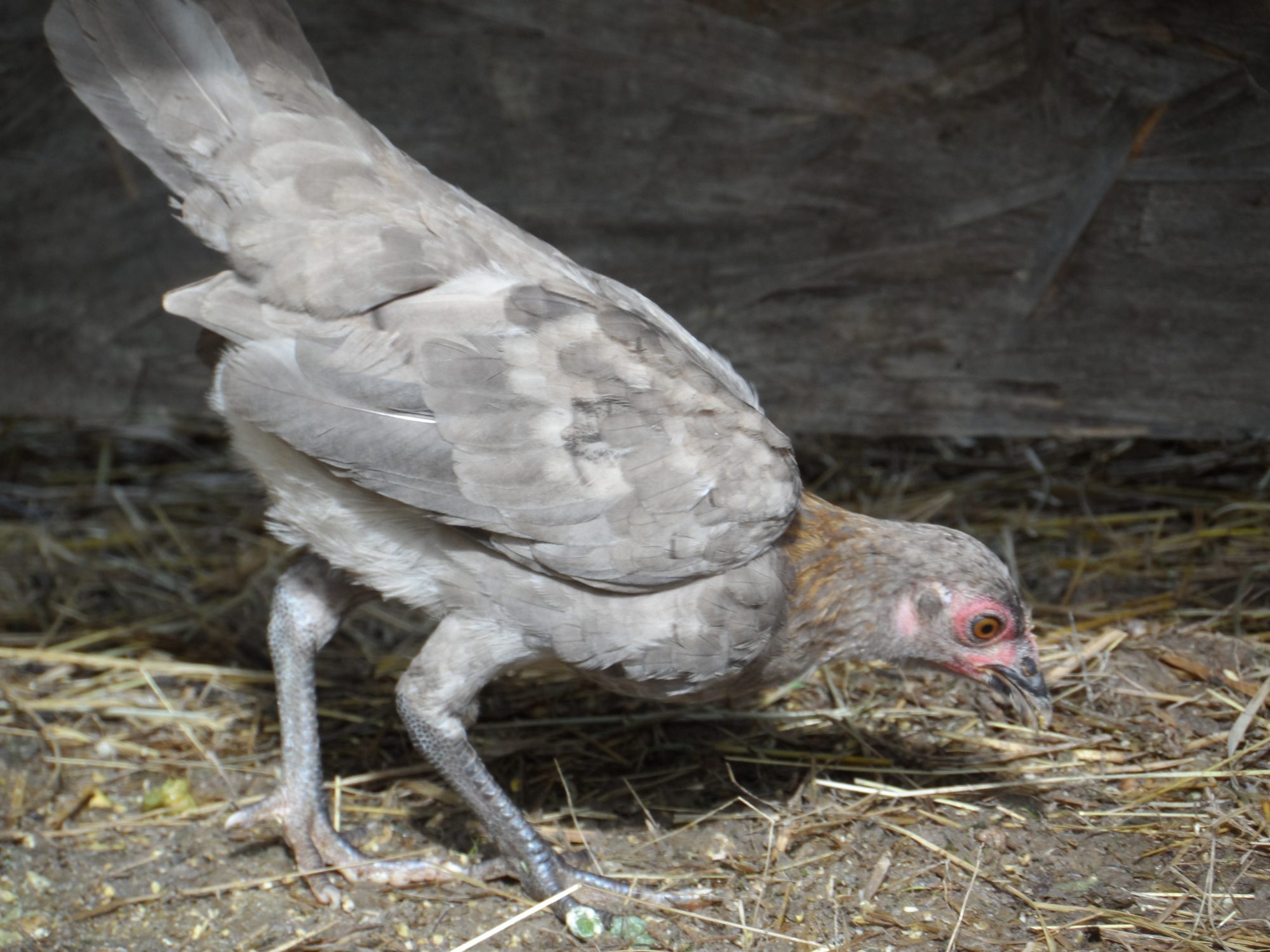 My Lemon Blue Pullet