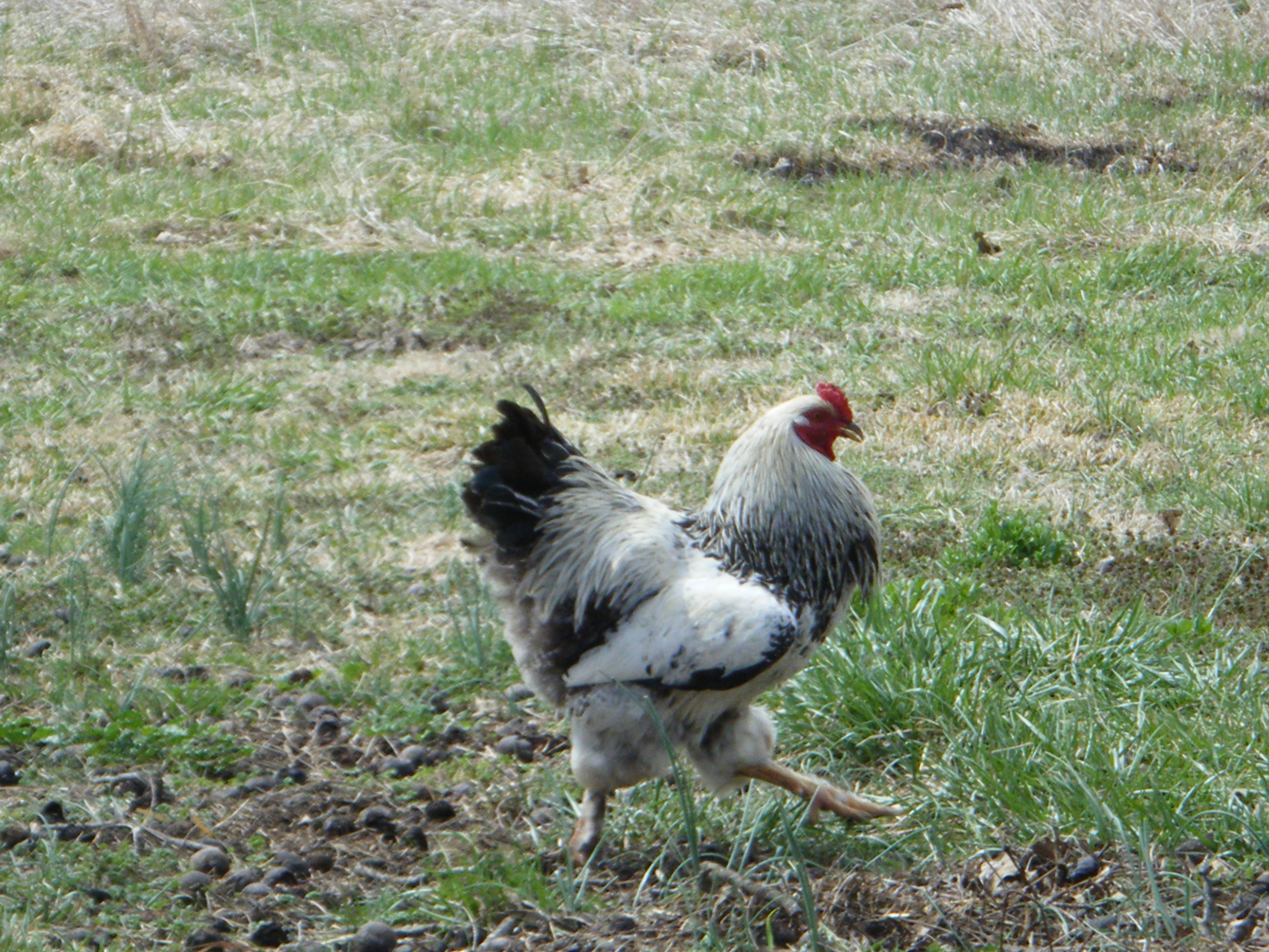 My Light Brahma roo, Julius.