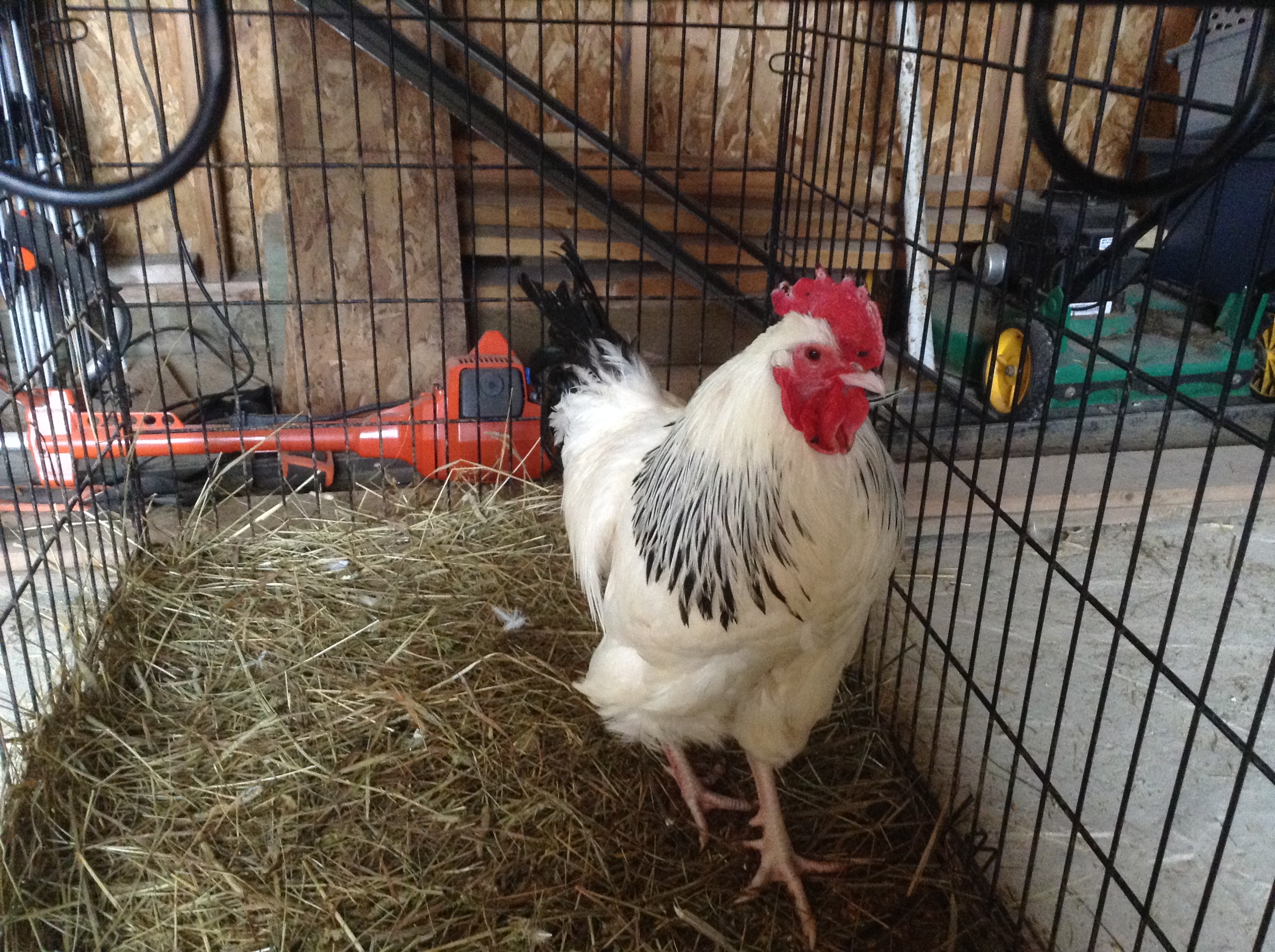 My light Sussex rooster.