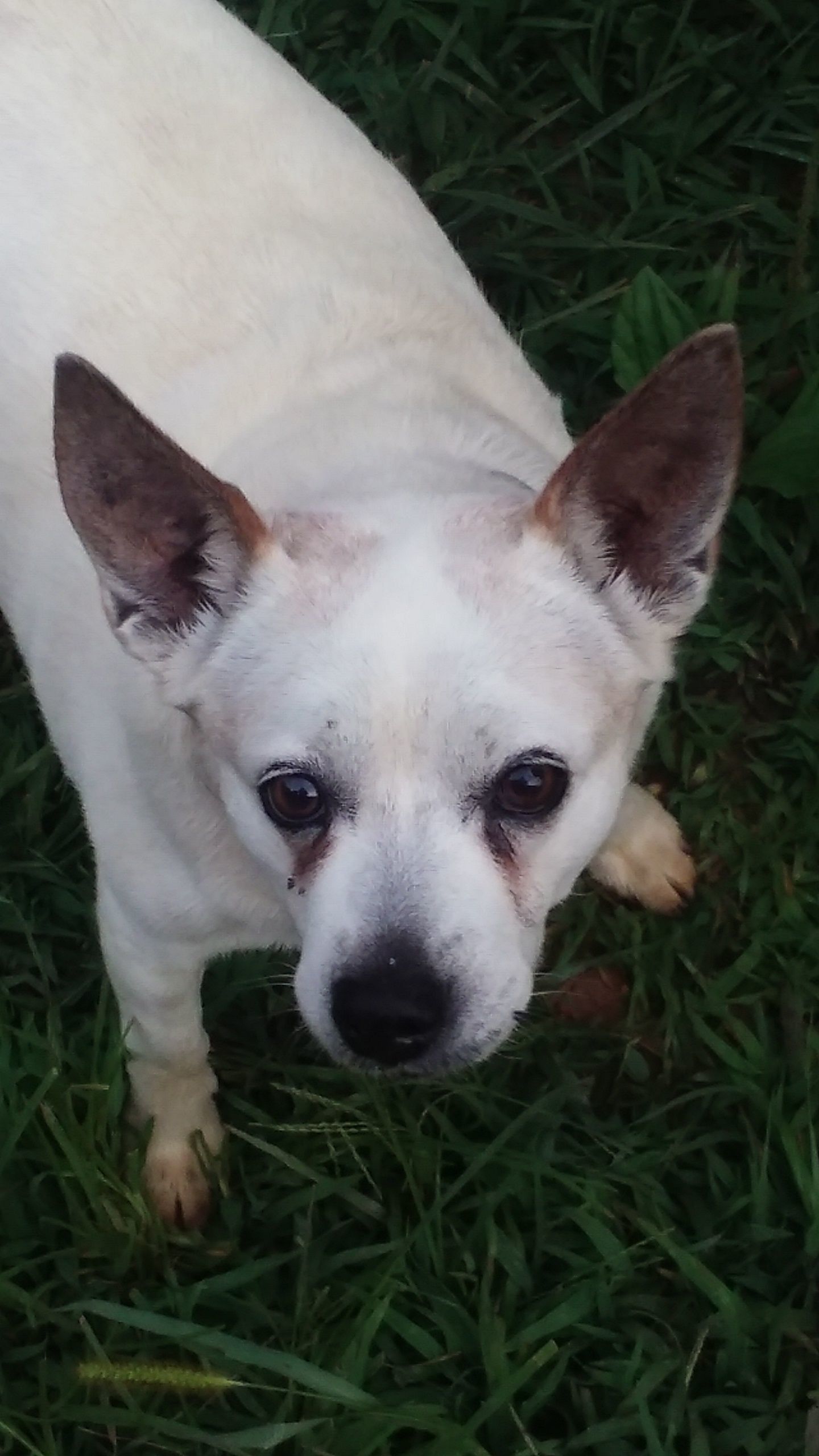 My lil' Canine Companion, "Dollar."  This old gal has seen a lot through the years. we rescued her as a pup that had been attacked by something while still in the litter, cut and traumatized the vet said she didn't expect her to make it, but with bottle feeding, antibiotics and a whole lot of T.L.C. she is here with us 14 years later and still running around the farm like a young gal just a wee bit slower and a little stiffer but aren't we all, lol