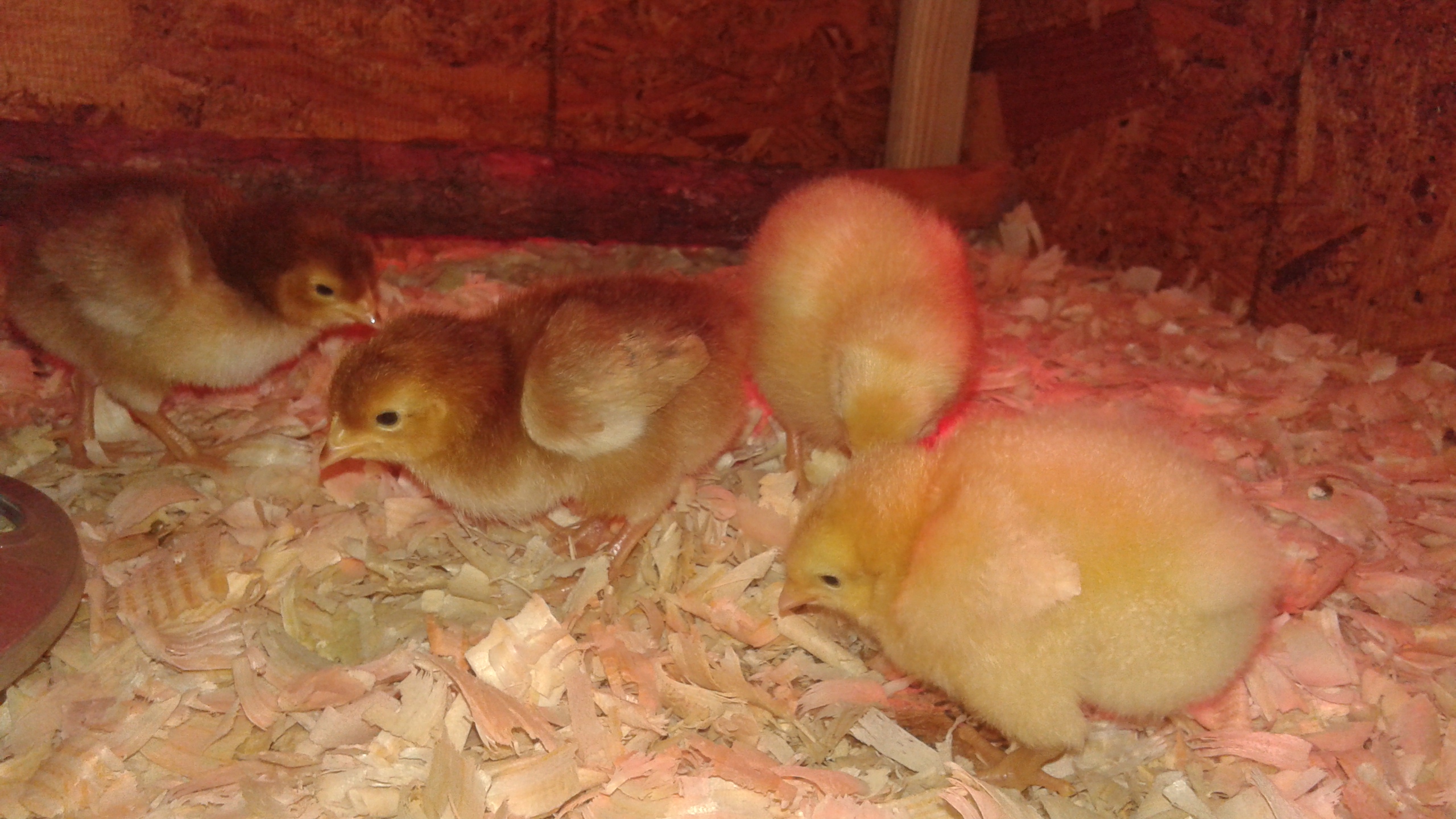 My lil girls are 3 Days Old!!
All they do is sleep and eat!
I love them!  But I'm a little afraid to pick them up!