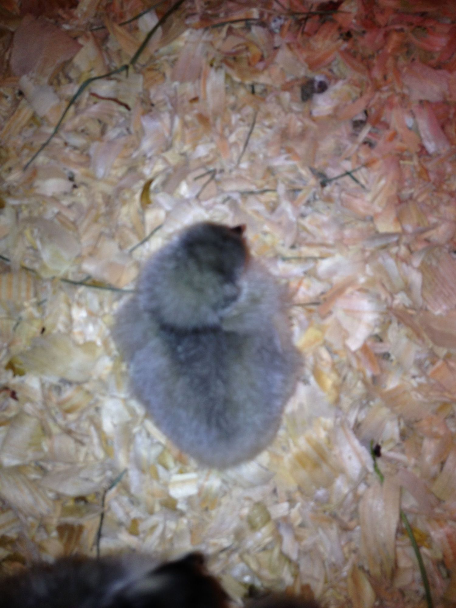 My Lil Lavender!!  4/4/13