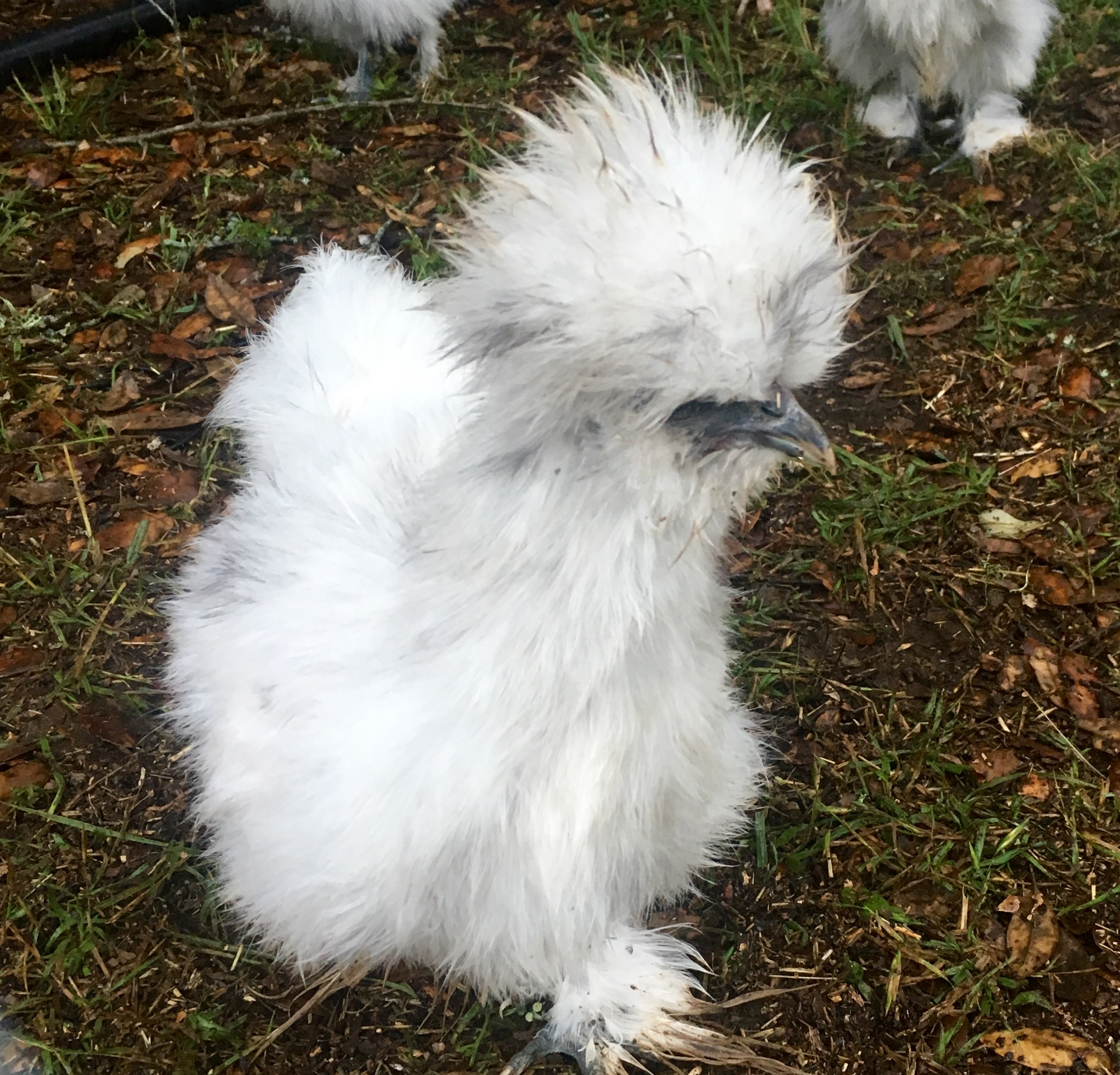 My little 12 week old silkie!!