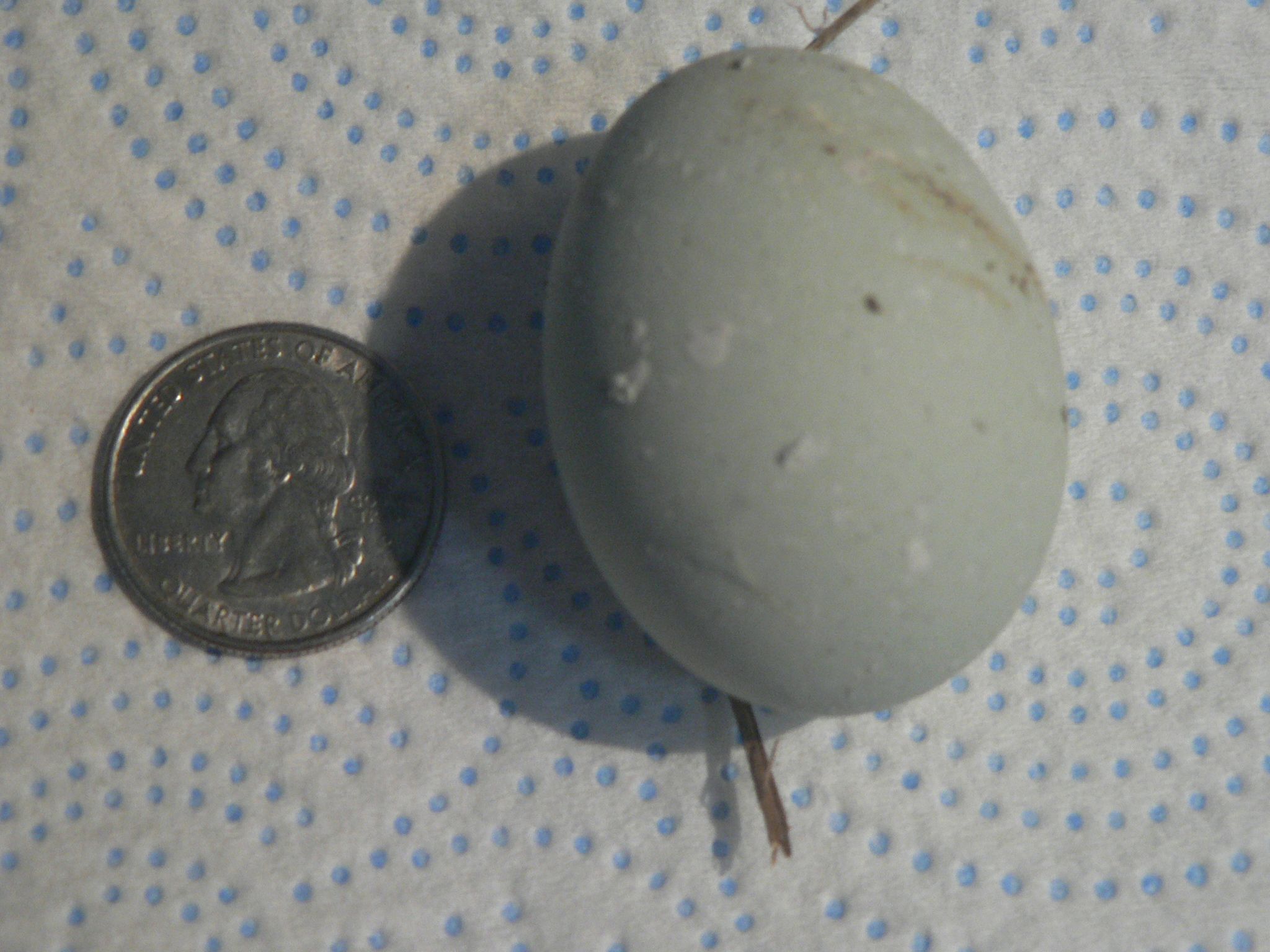 My little Ameraucana hen at 21 weeks and this is my first egg!!  3/16/16