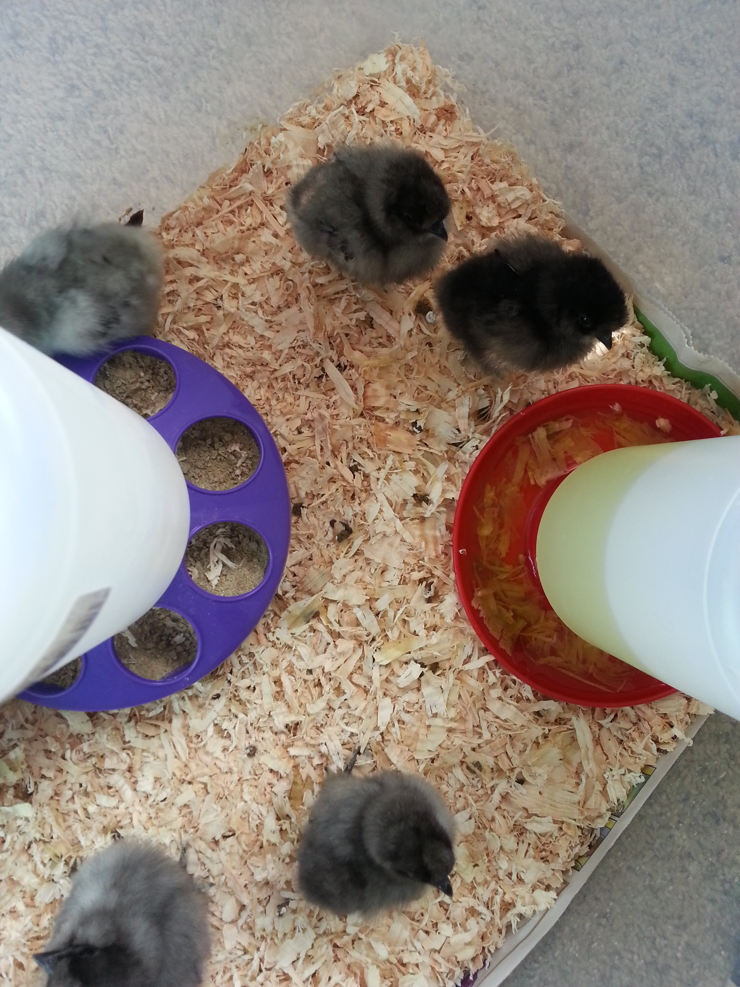 My little babies. :)