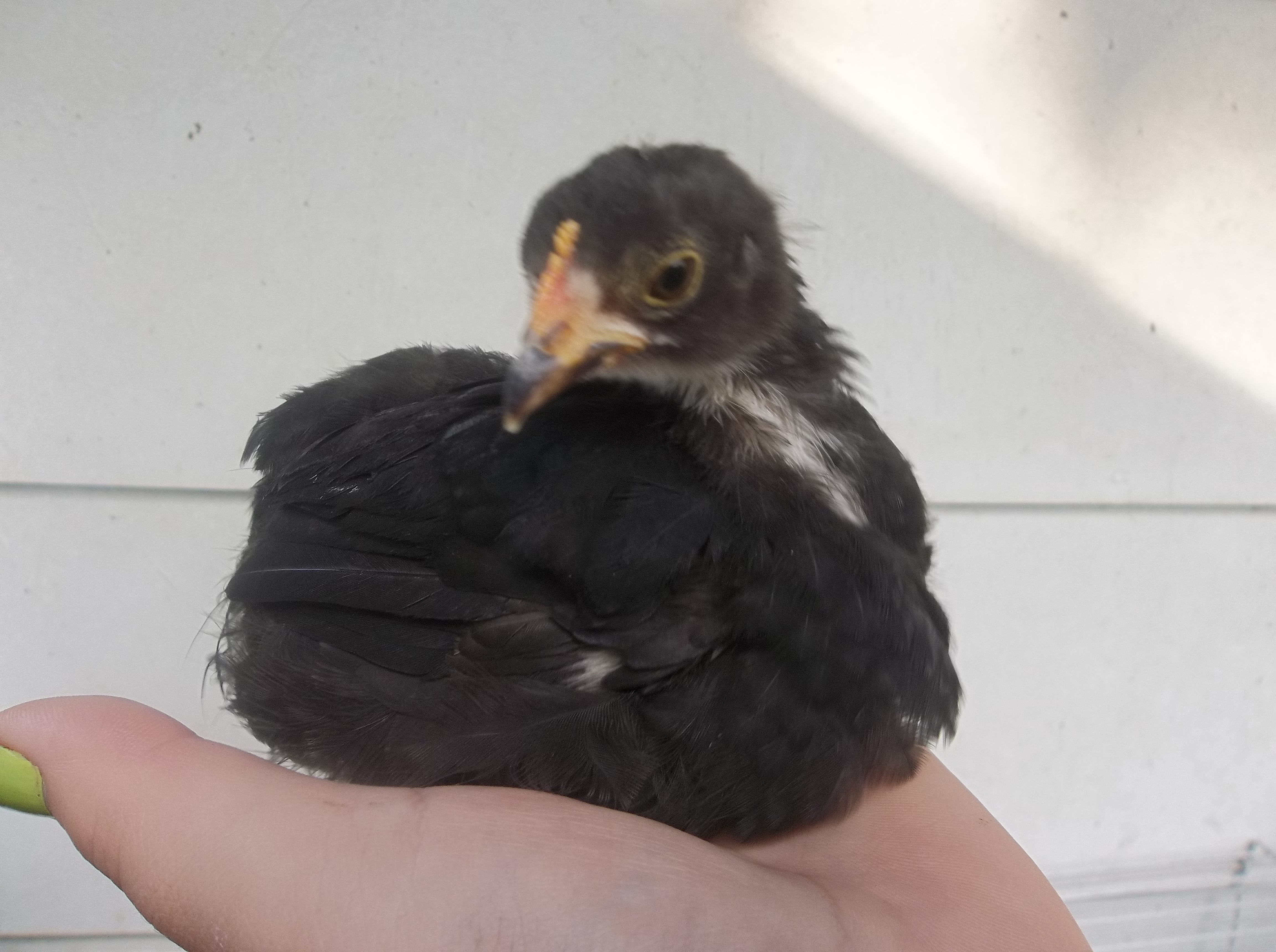 My little Bantam cochin hen smidget (i call her Little Duck tho), she is the cutest little thing <3