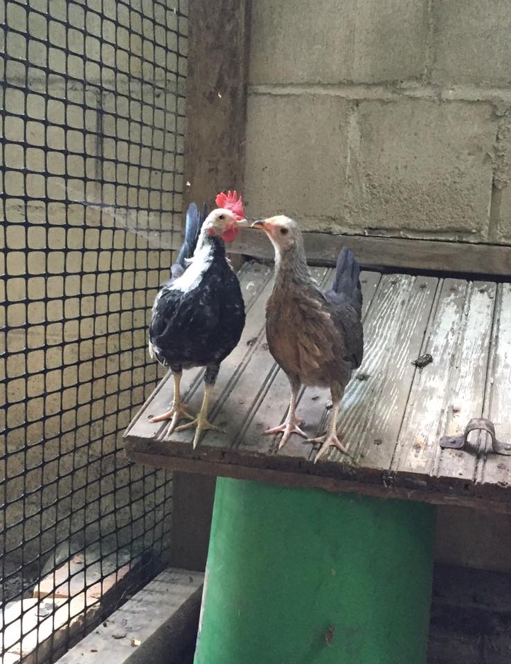 My little bantam couple