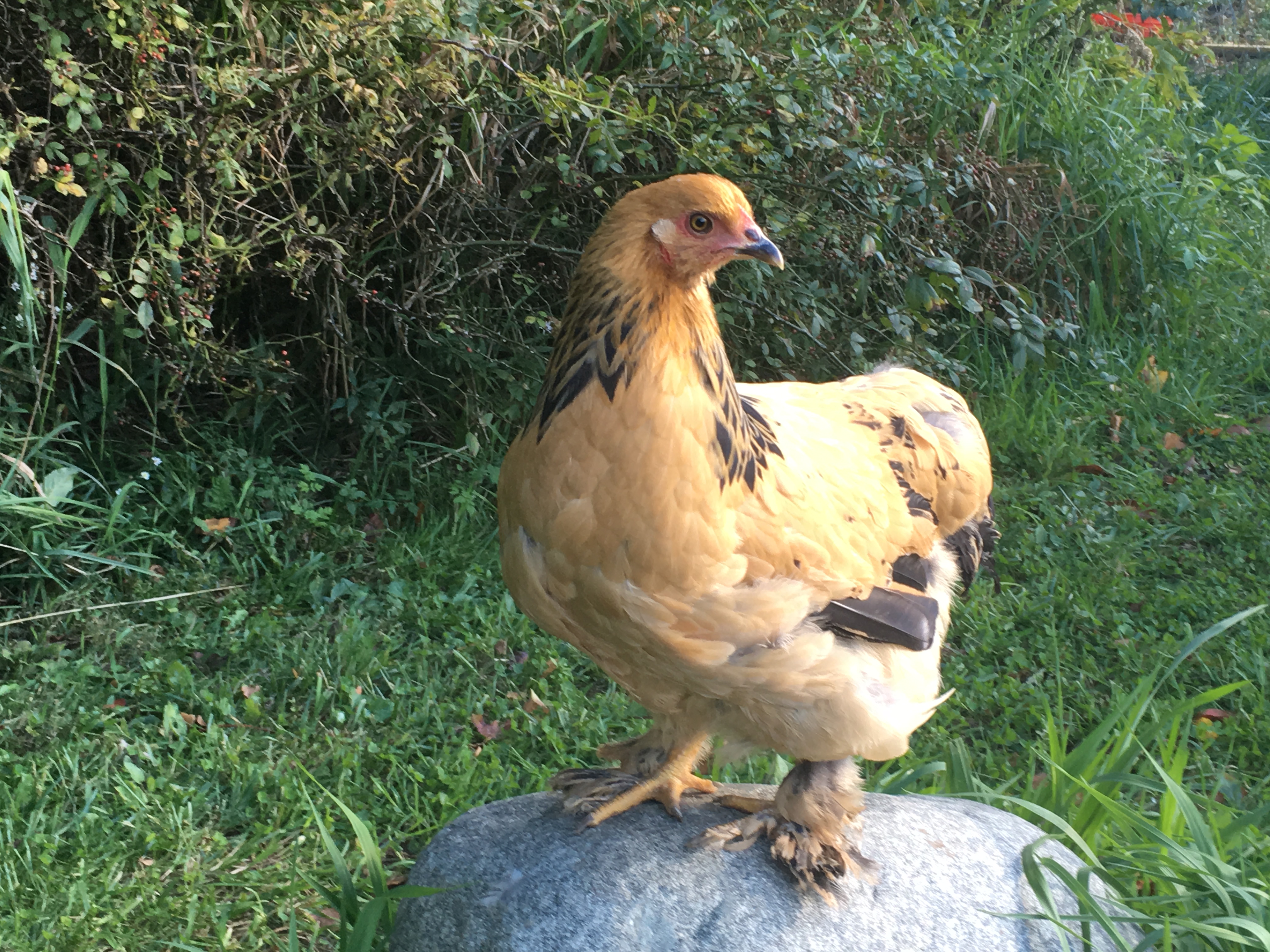 My little Buff Brahma pullet Annika