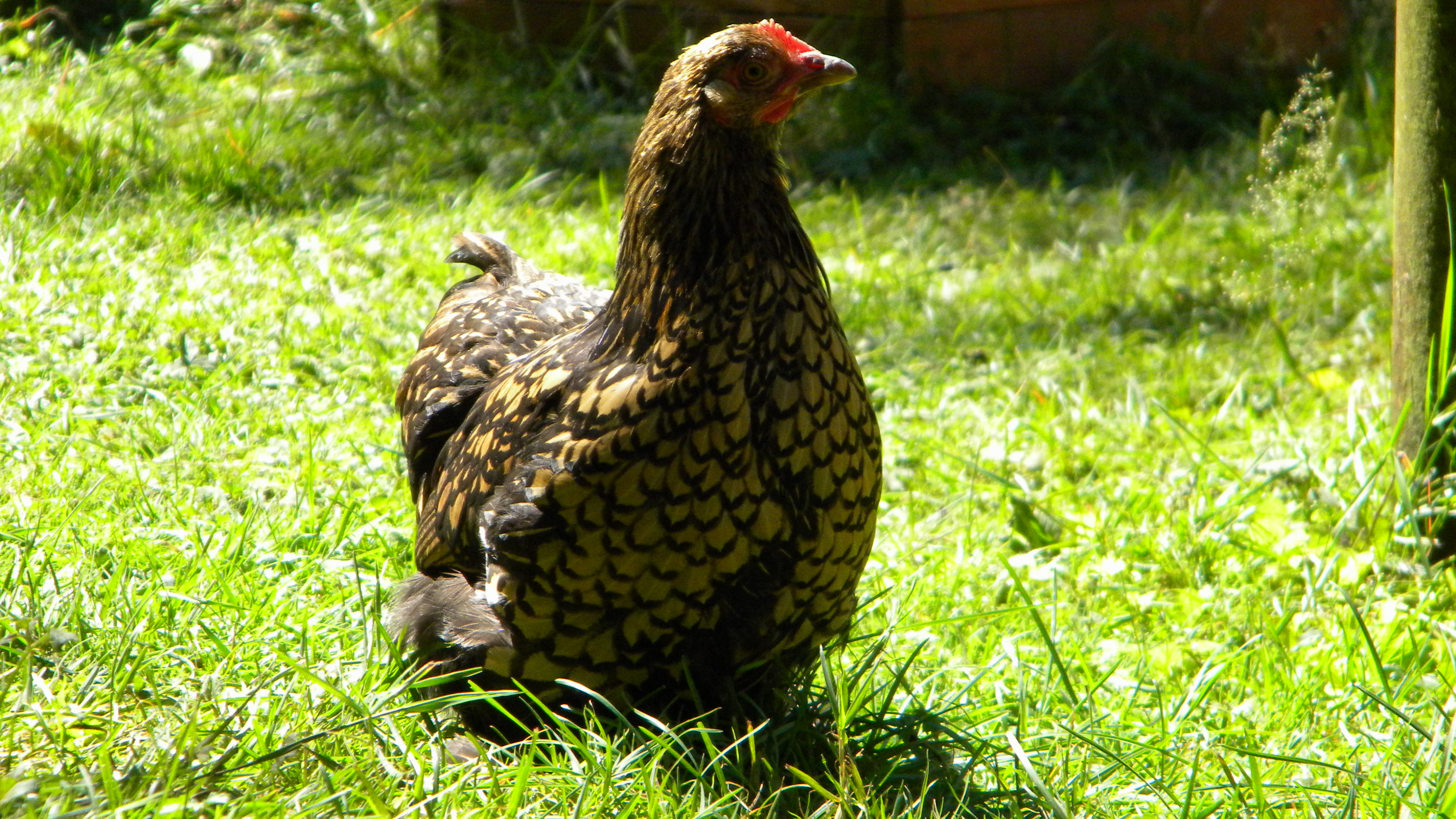 my little cochin bantam..she has gorgeous coloring can't wait to see her babies. she is penned with our Black Bearded silkie