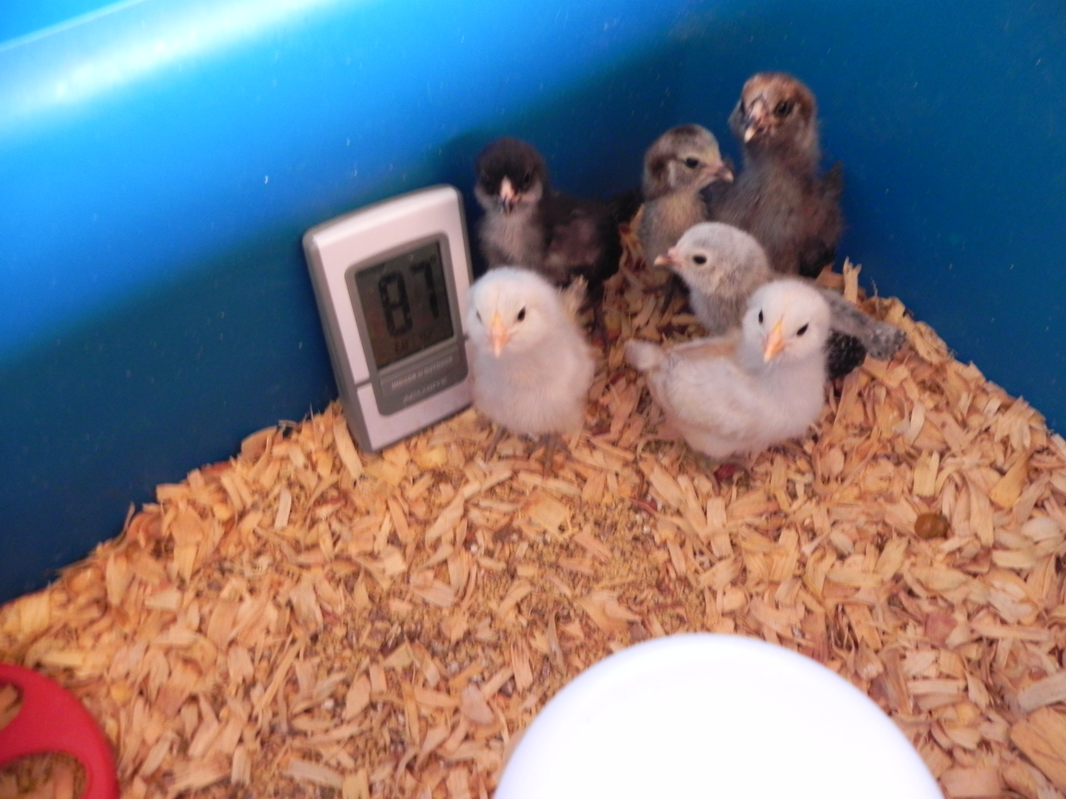 My little flock of Meyer Hatchery EEer bantams. 1 week old.