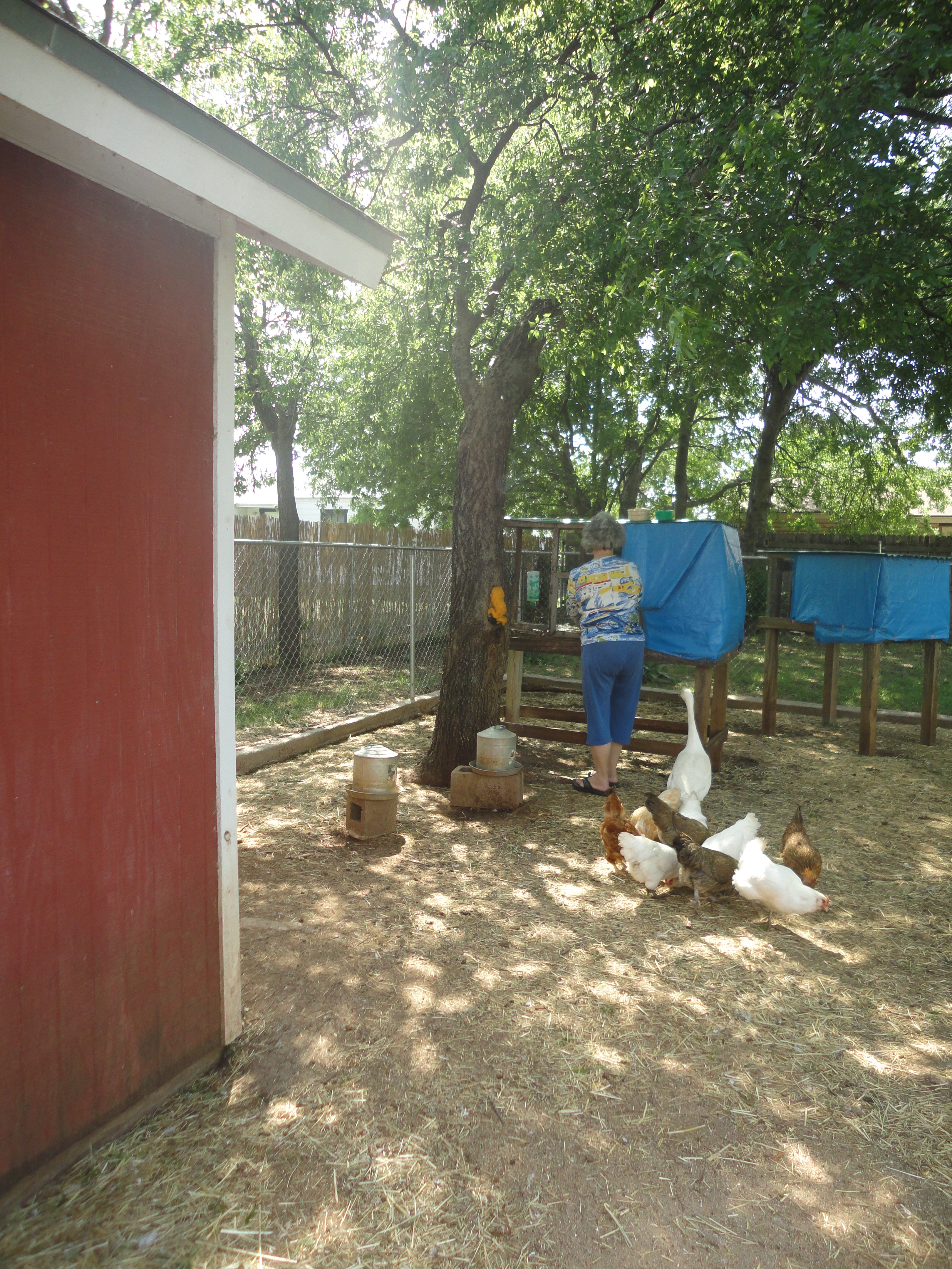 My little flock