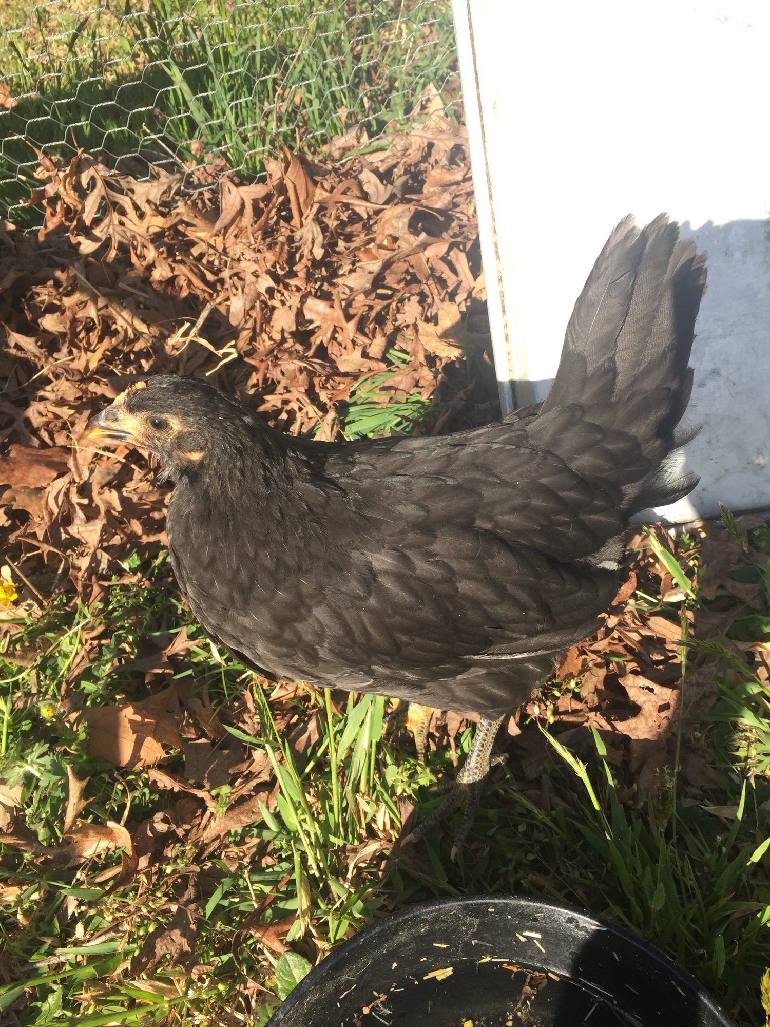 My little flock