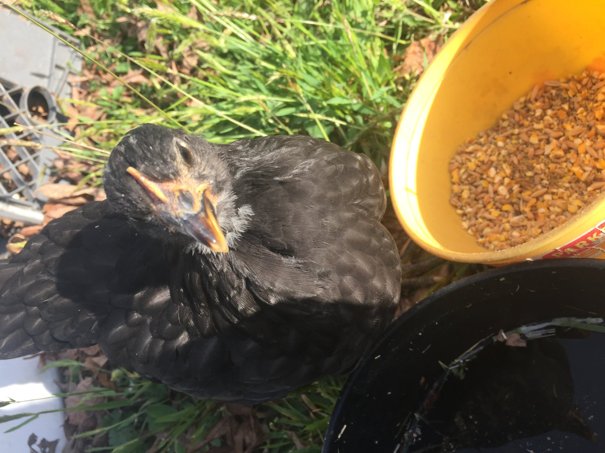 My little flock