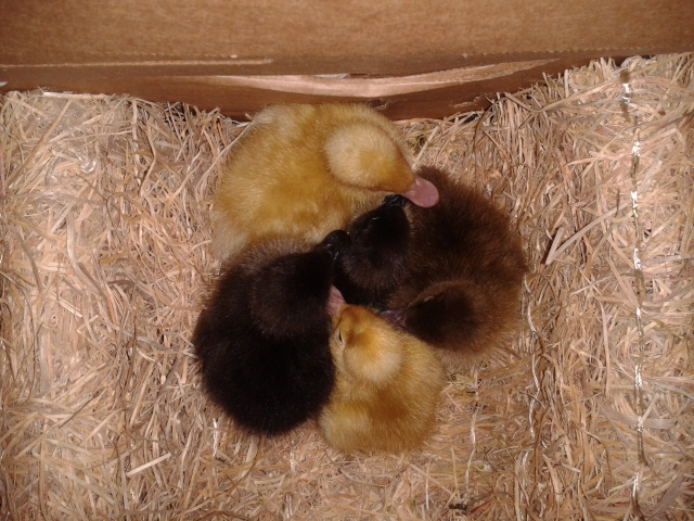 My little Garden Flock! Born 3-26-12 in Texas and shipped to their new Home, Here in New York!!!