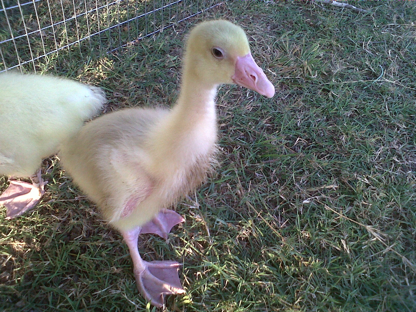 My little Geese.