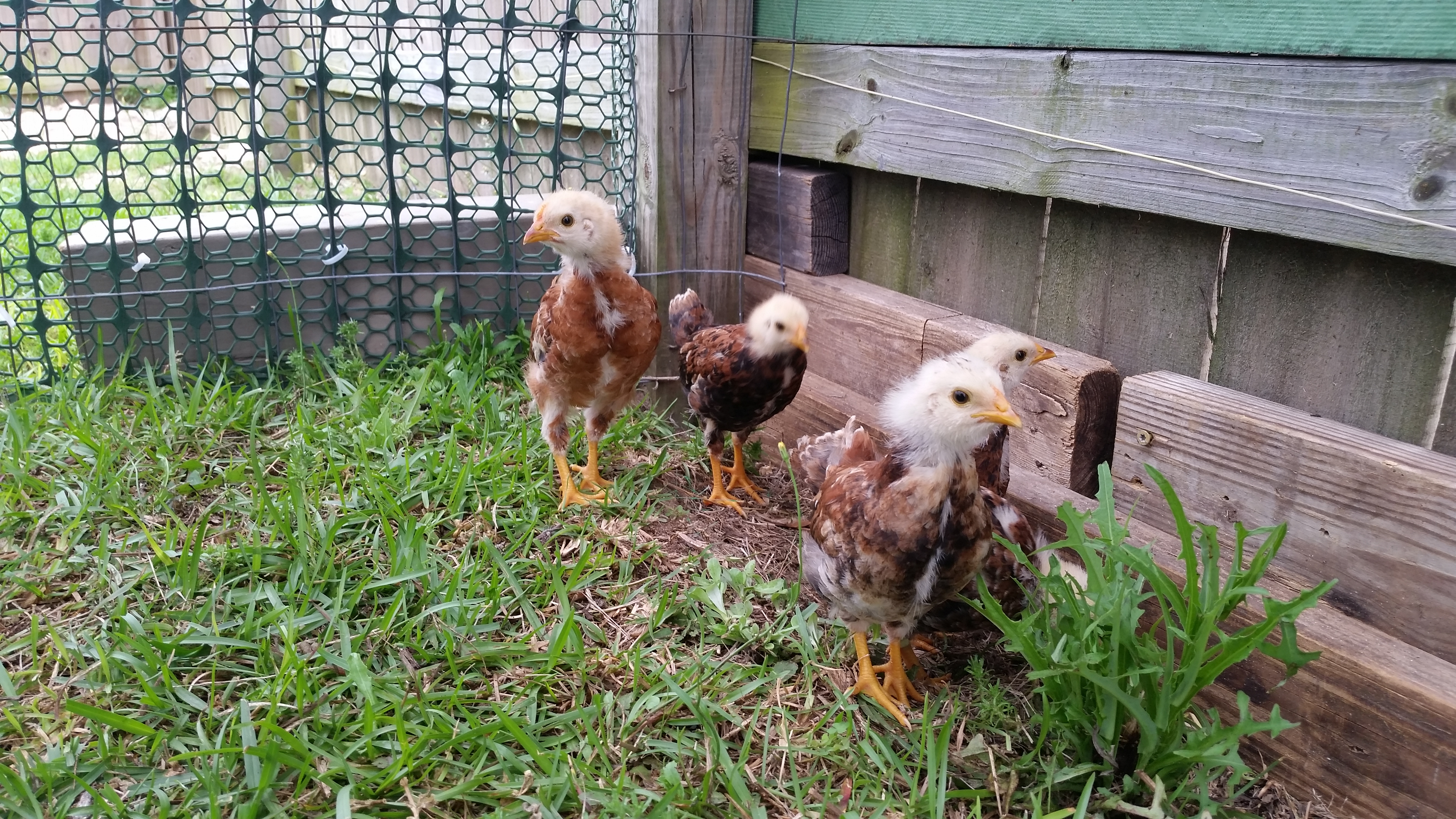 My little girls free ranging